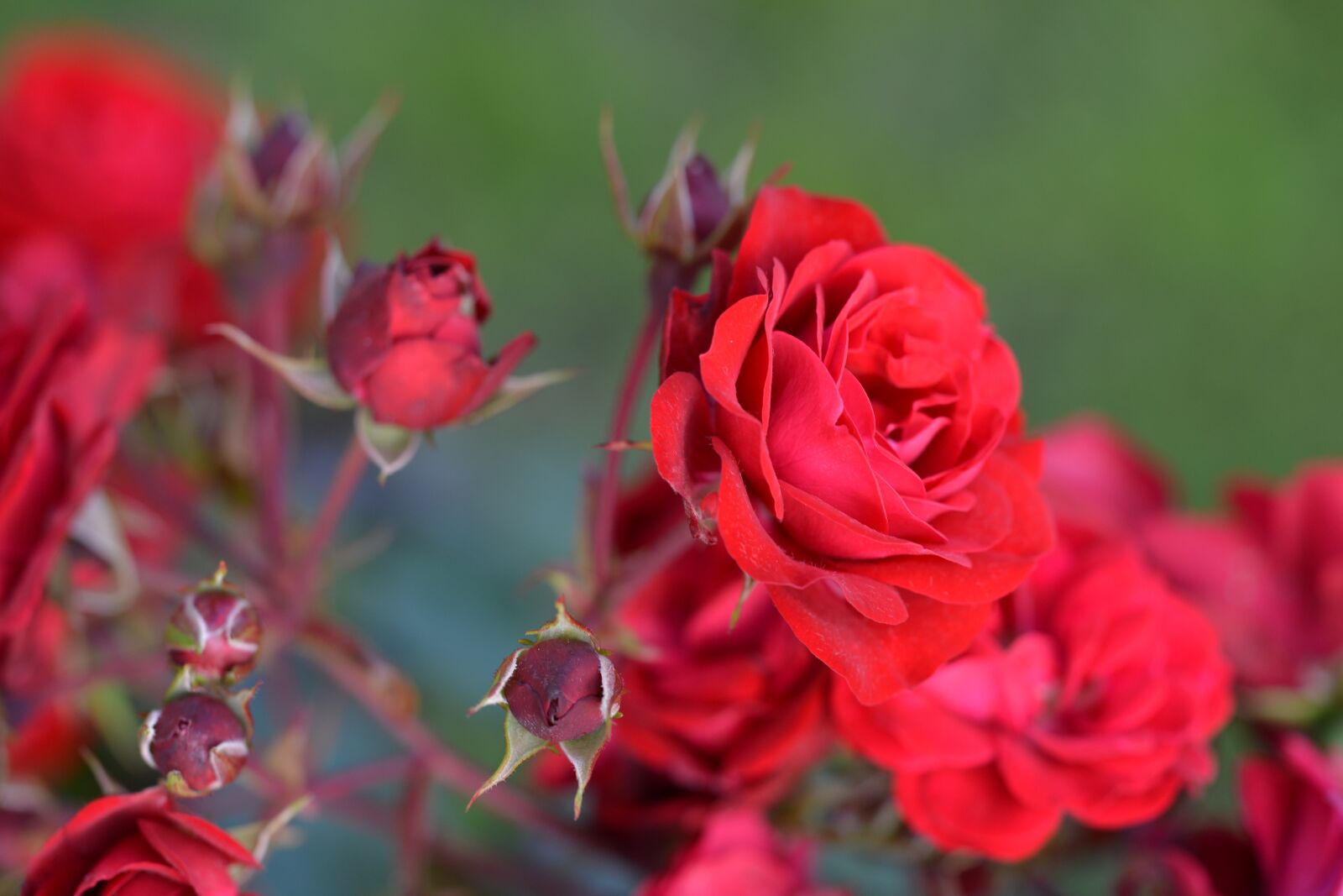 Nikon D800 sample photo. Roses, ros, red photography