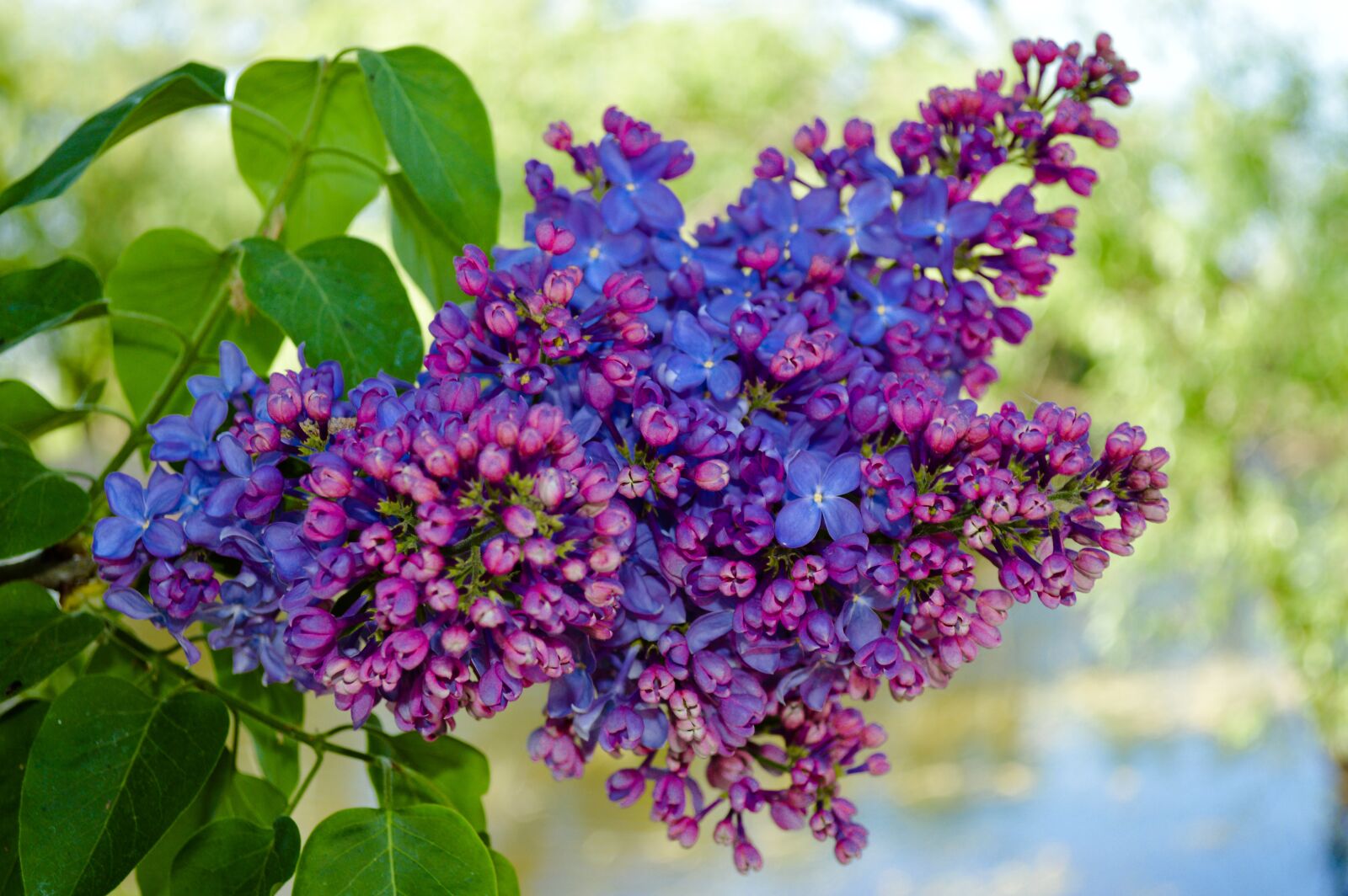Nikon D3200 sample photo. Lilac, lilac bush, lilac photography