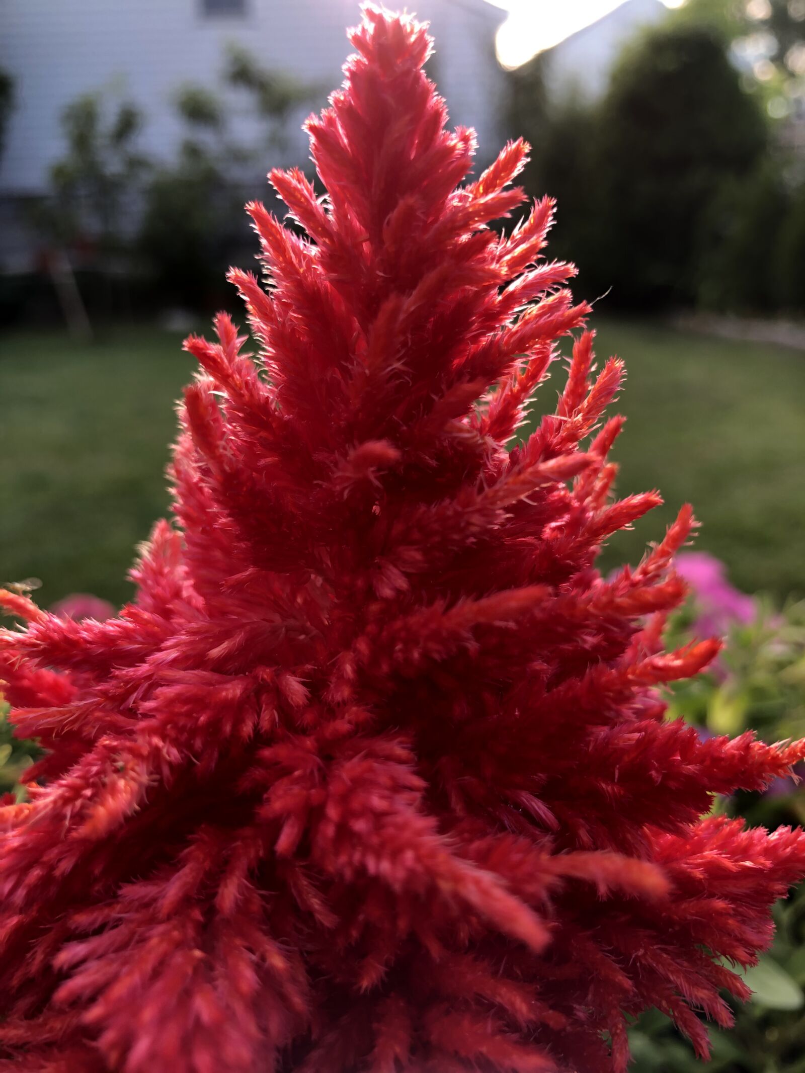iPhone 8 back camera 3.99mm f/1.8 sample photo. Plant, nature, flower photography