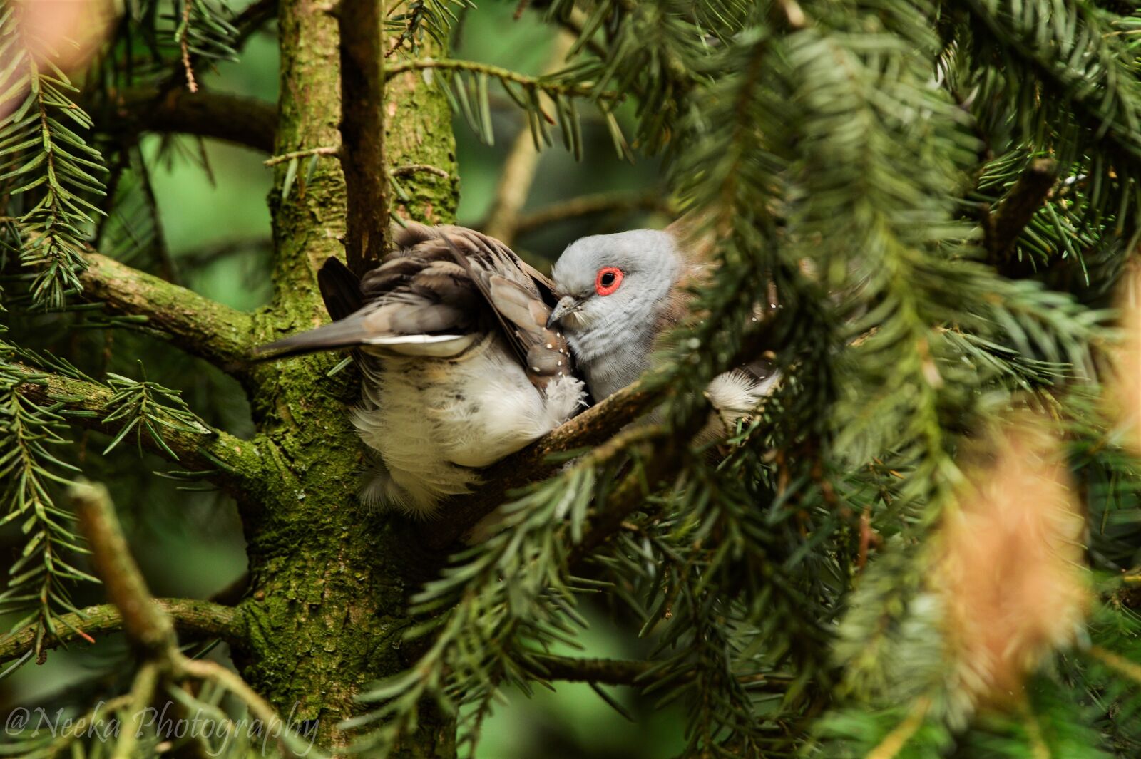 Nikon Df sample photo. Pigeon, dove, pigeons photography