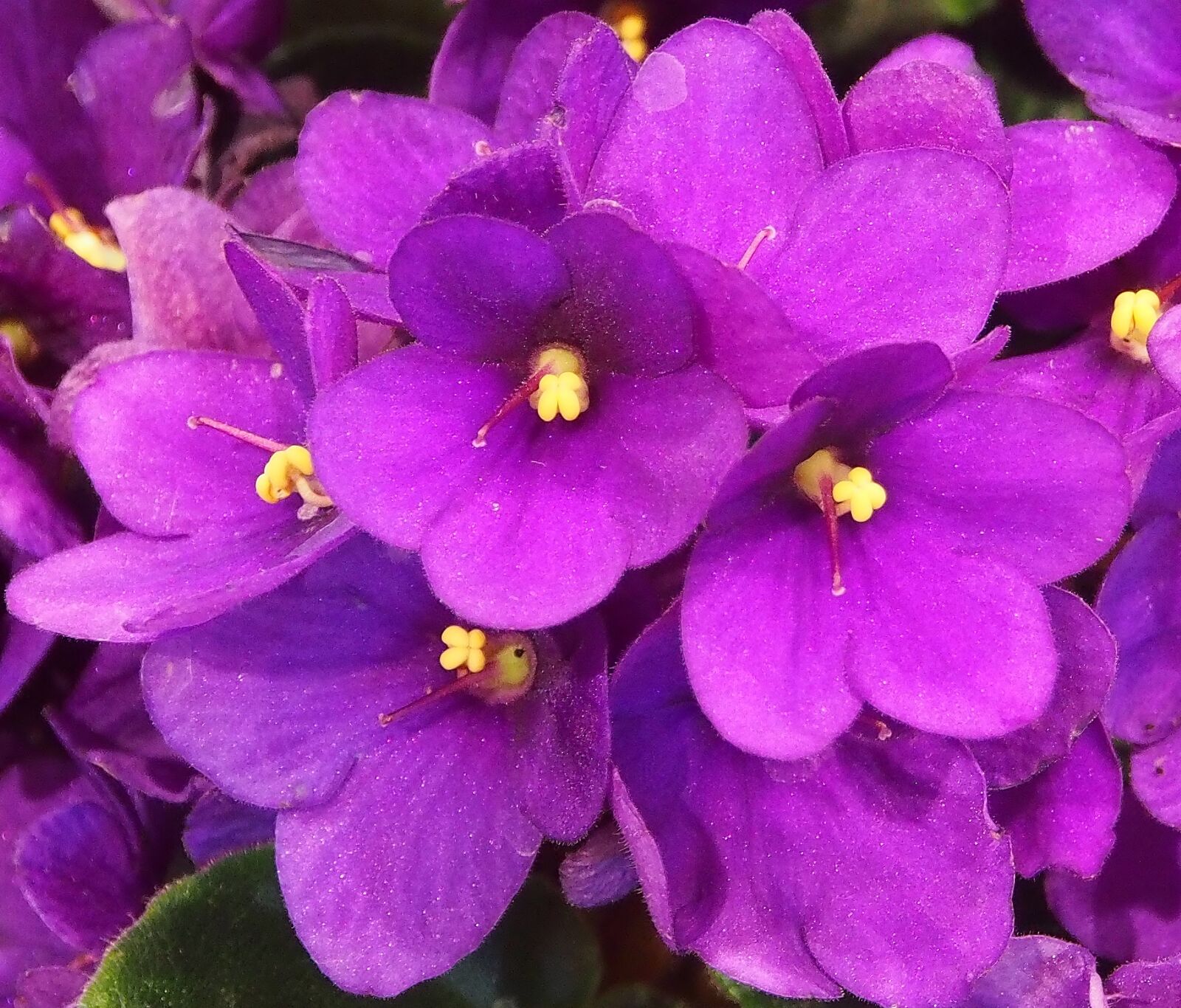 Olympus OM-D E-M5 sample photo. Violet, flower sticks, purple photography