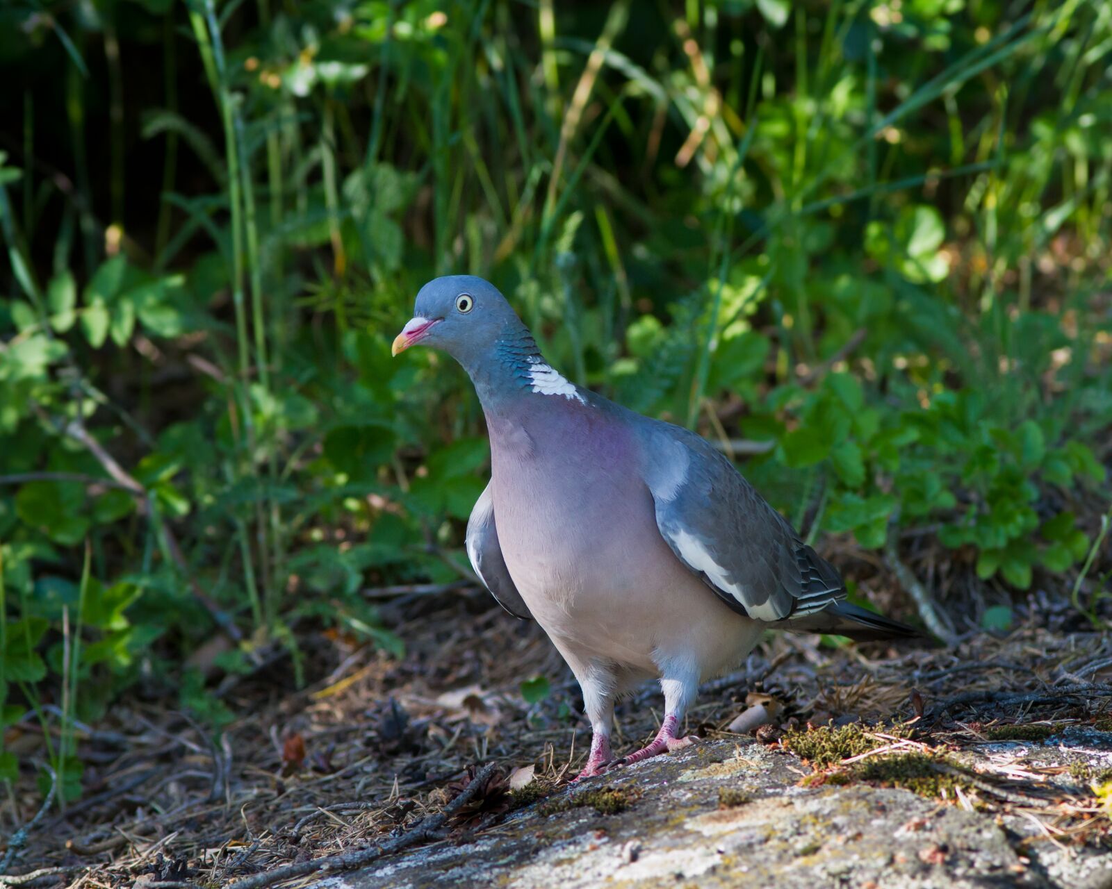 Canon EOS 7D + Canon EF 300mm F4L IS USM sample photo. Wood pigeon, pigeon, bird photography