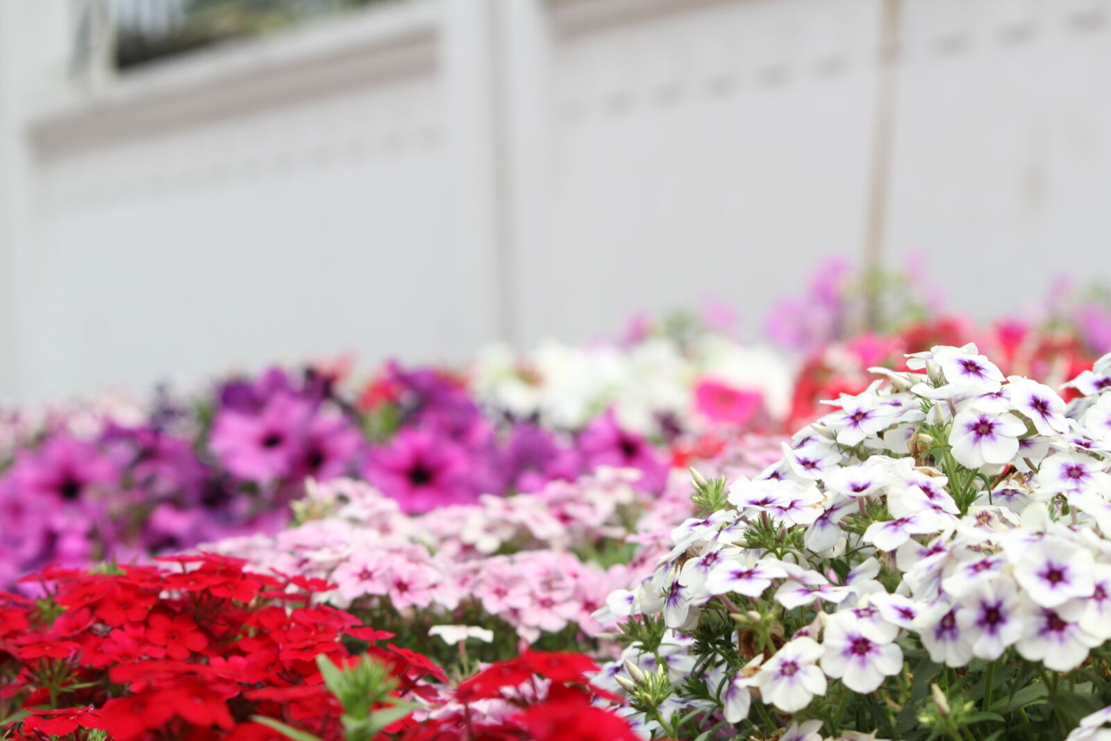 Canon EF-S 55-250mm F4-5.6 IS II sample photo
