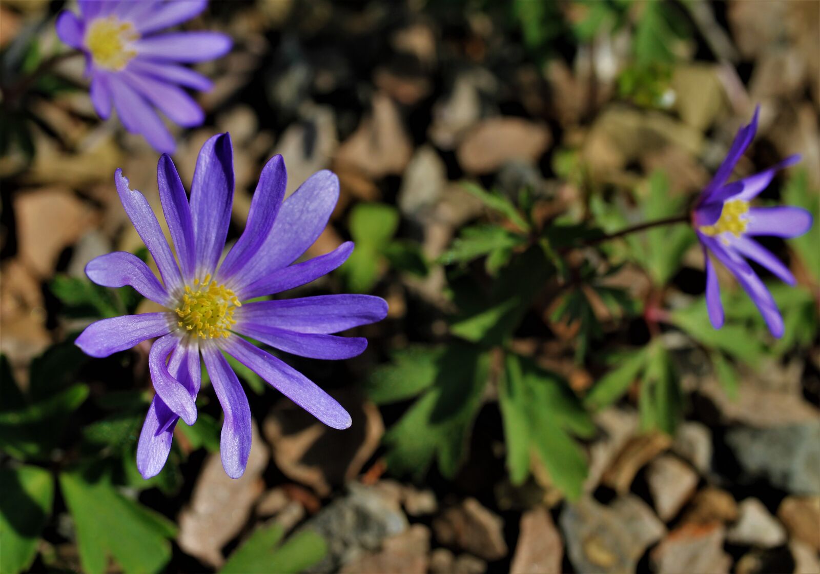 Canon EOS 7D sample photo. Spring, blossom, bloom photography