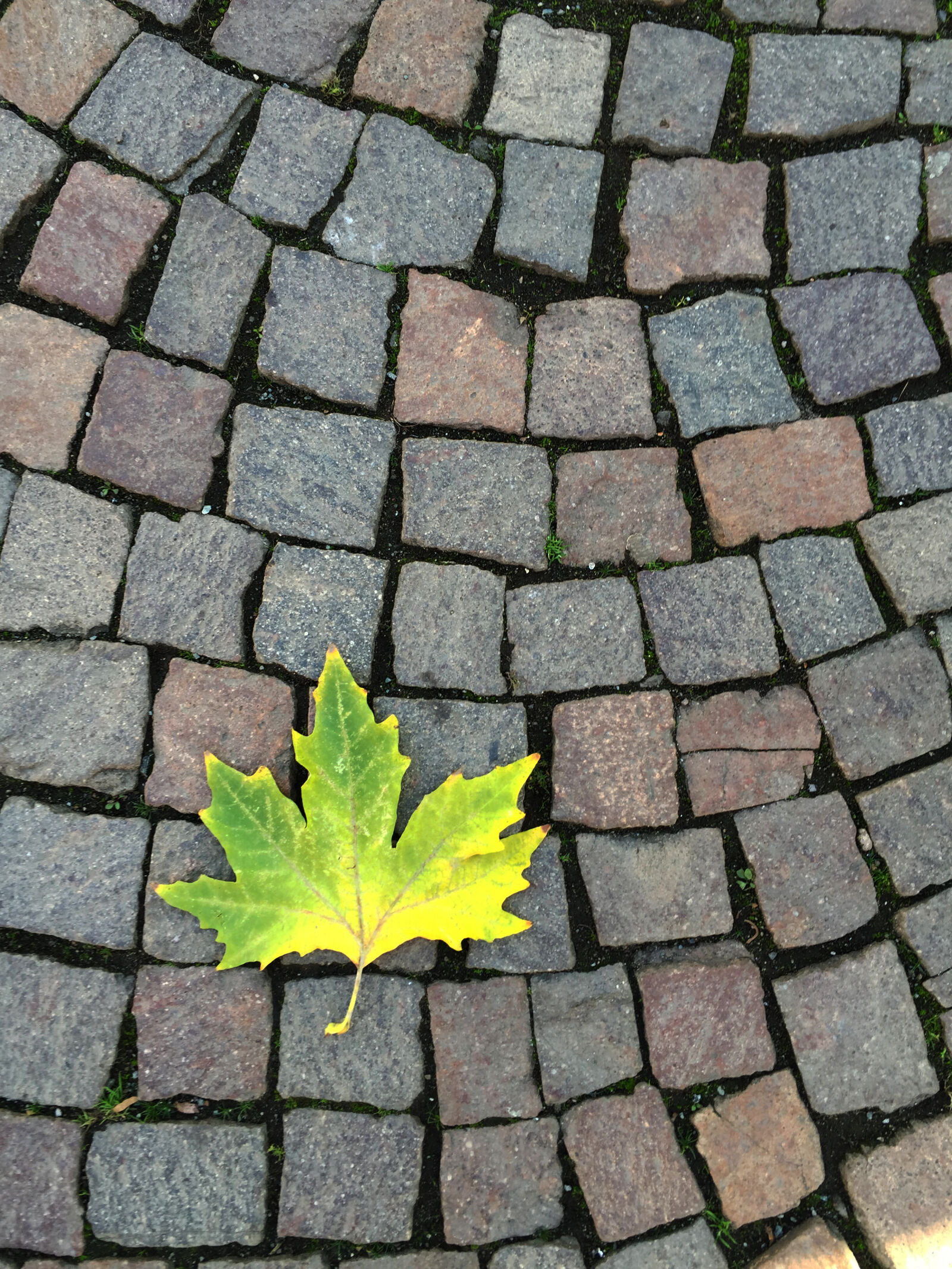 Apple iPhone 6 sample photo. Autumn, fall, fall, leaf photography