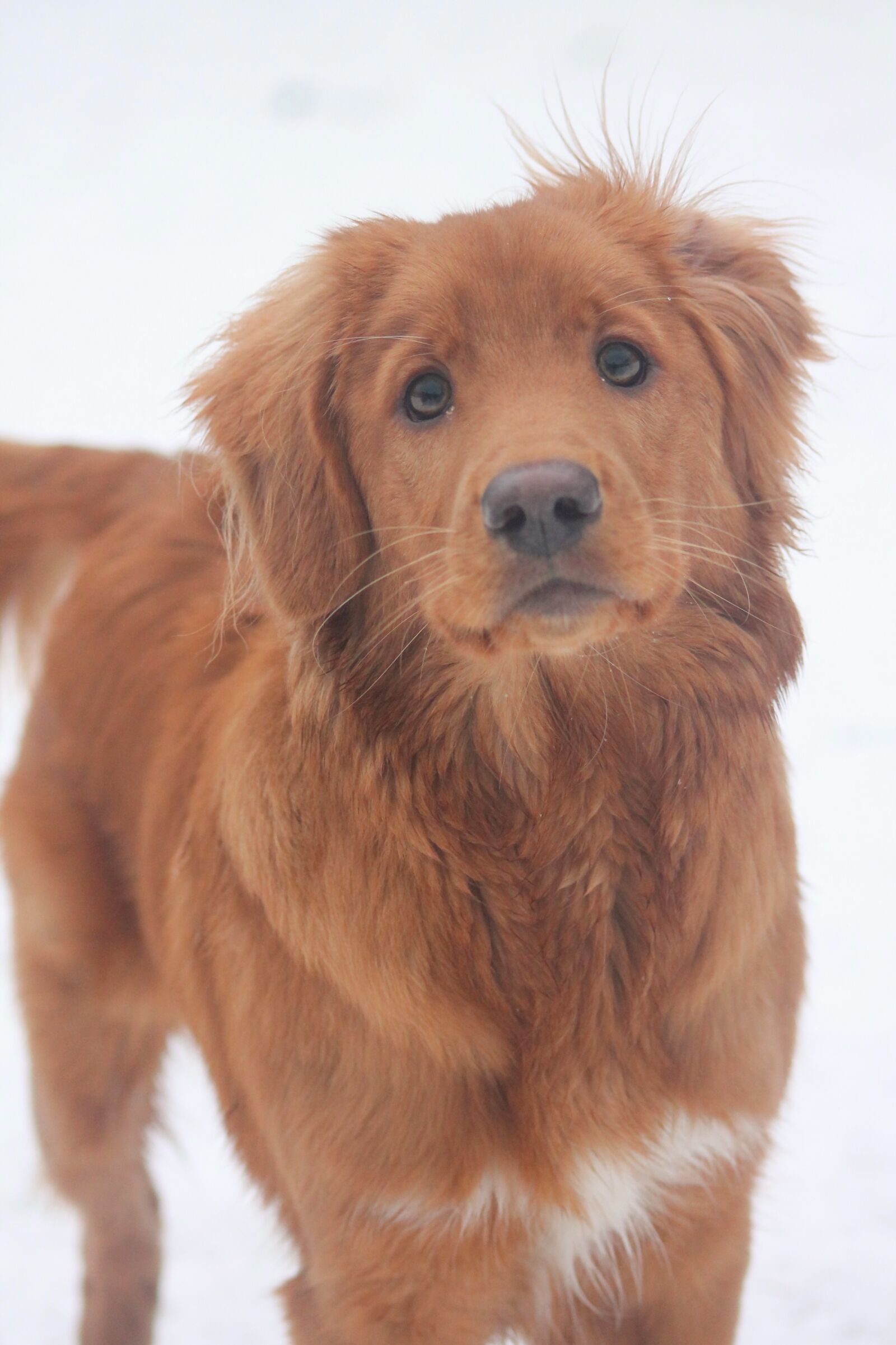Canon EOS 1100D (EOS Rebel T3 / EOS Kiss X50) sample photo. Cute, winter, snow photography