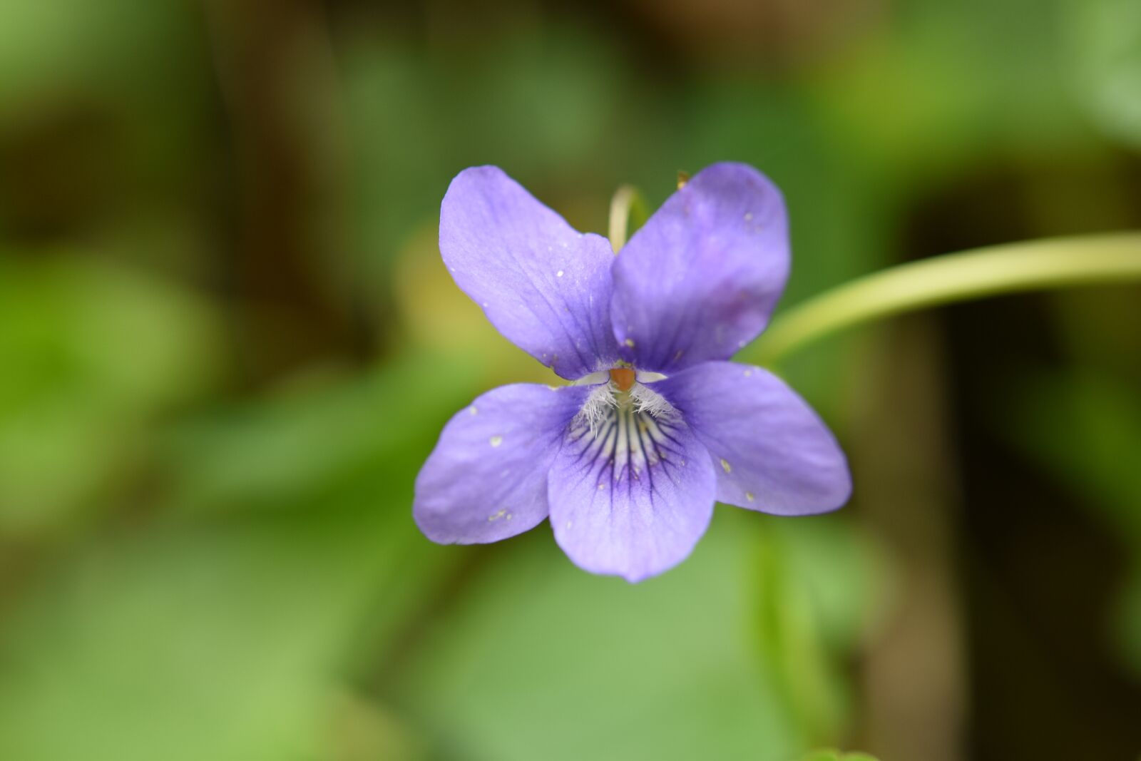 Nikon D5600 sample photo. Flower, purple flower, wild photography