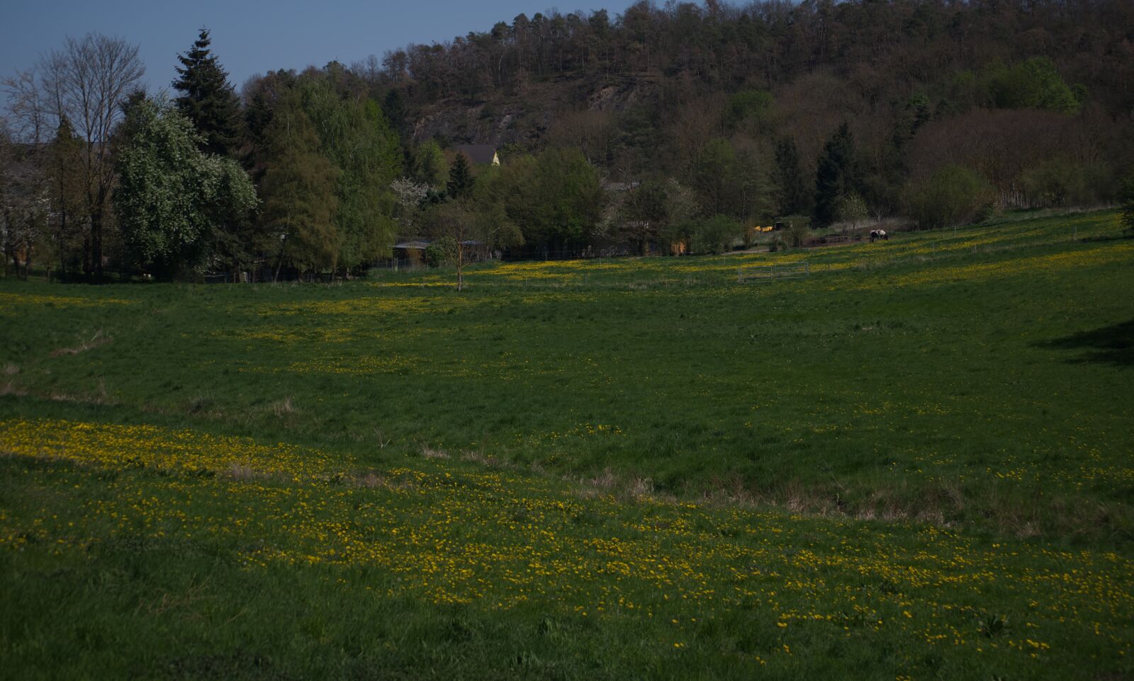 Nikon D5500 sample photo. Landscape, green, yellow photography
