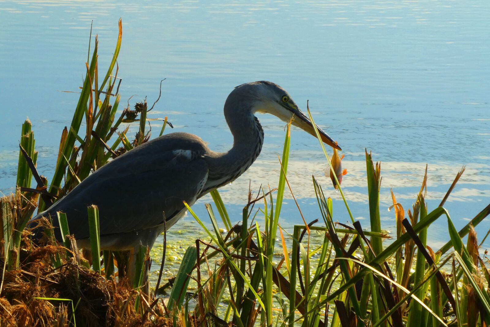 Panasonic Lumix DC-ZS70 (Lumix DC-TZ90) sample photo. Heron, ditch, fish photography