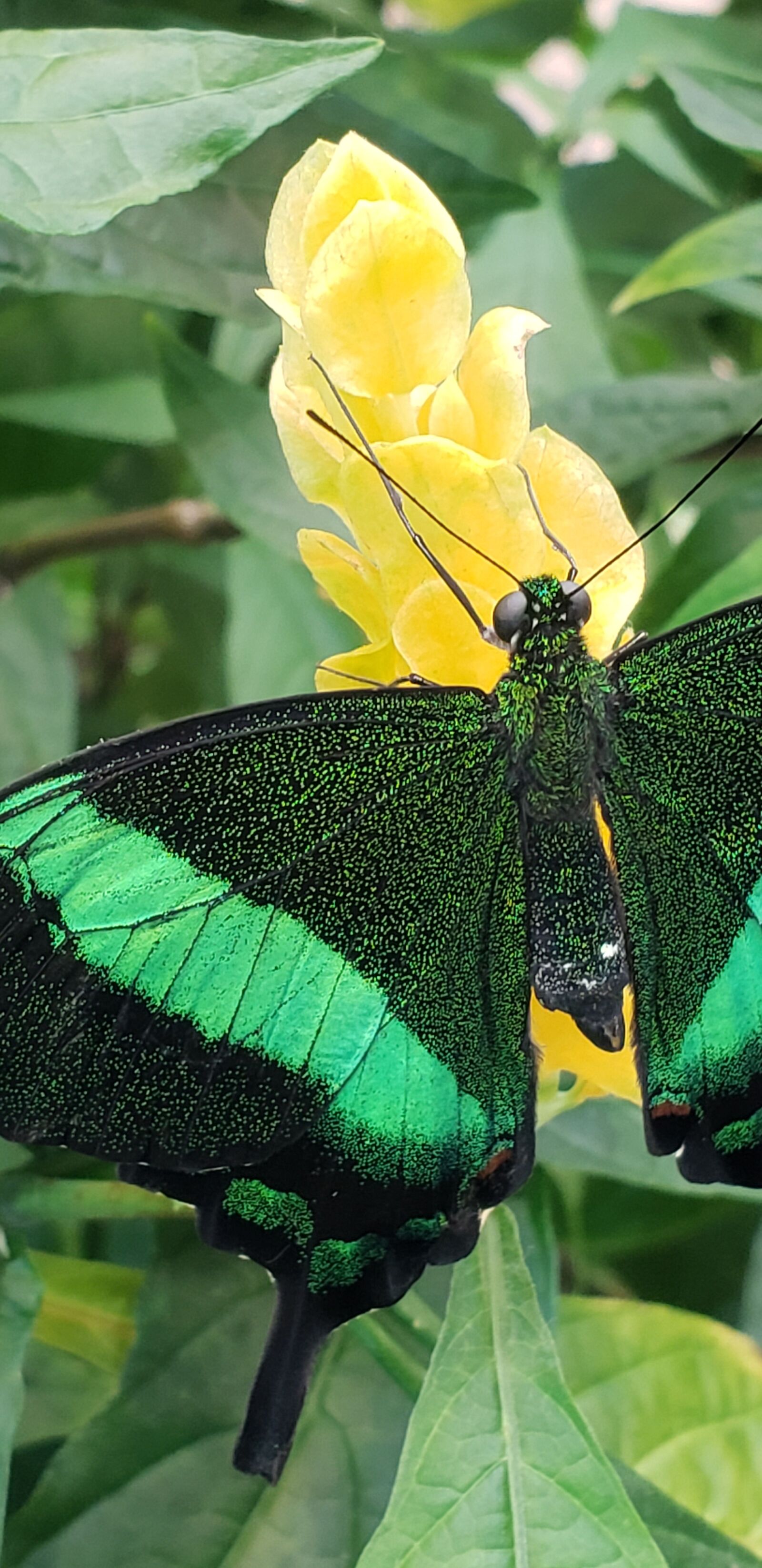 Samsung Galaxy S9 sample photo. Nature, butterfly, insect photography