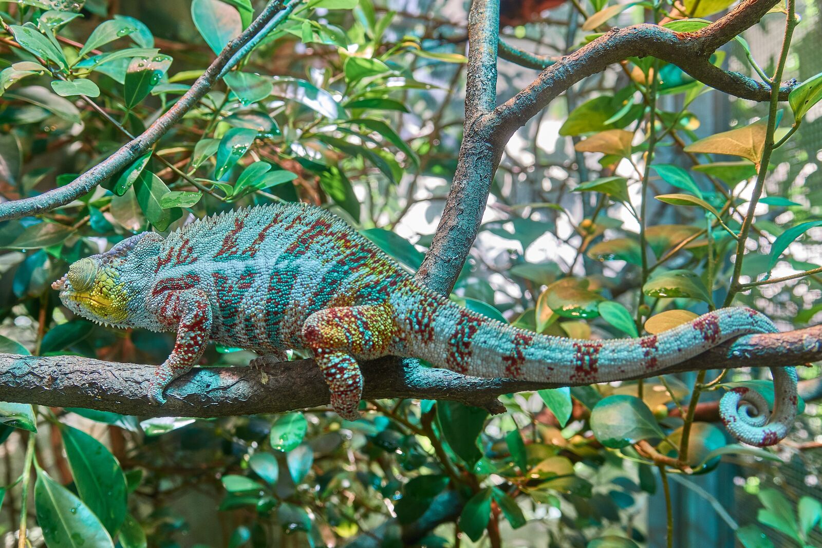 Sony Cyber-shot DSC-RX10 III sample photo. Chameleon, camouflage, exotic photography