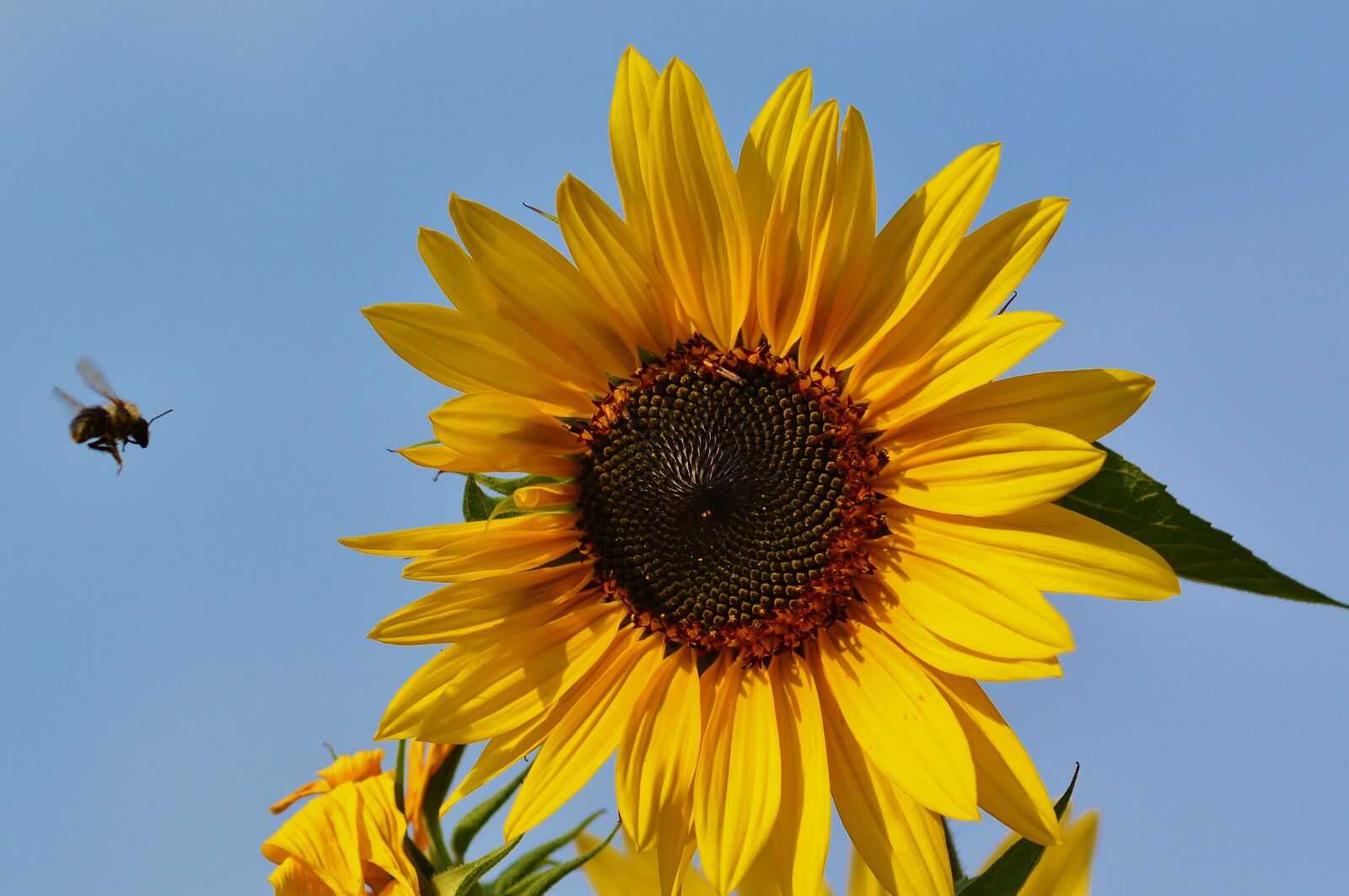 Nikon D5200 sample photo. Nature, sunflower, hummel photography