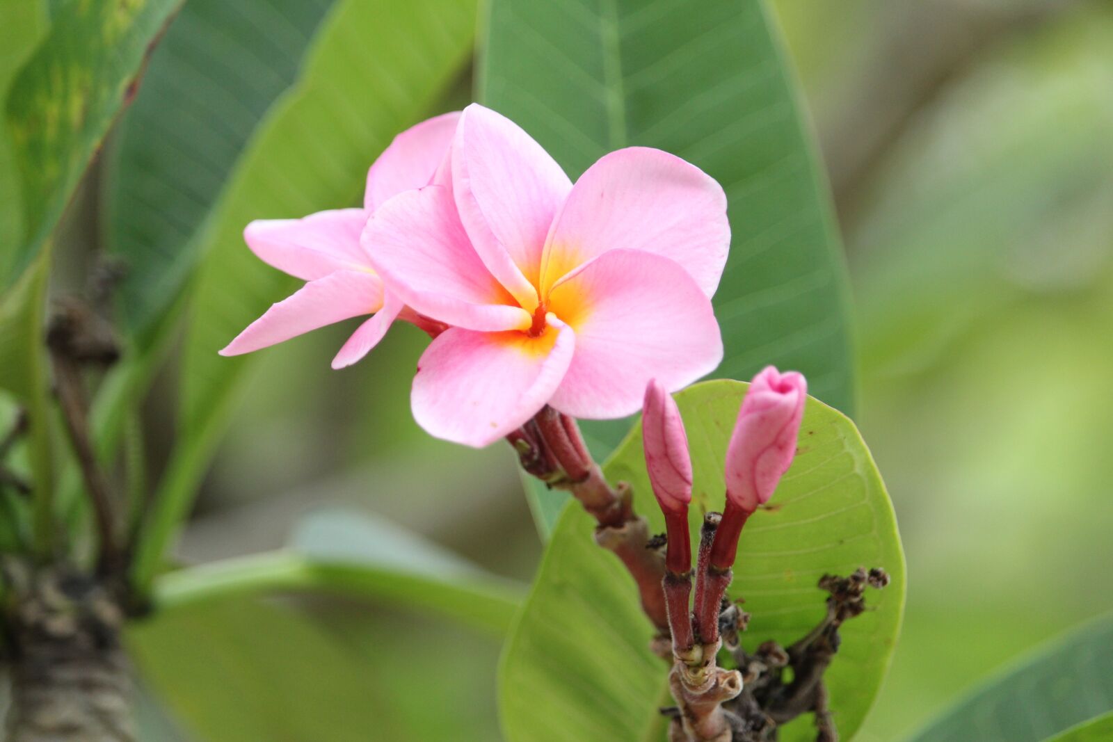 Canon EF-S 55-250mm F4-5.6 IS STM sample photo. More information, fragrapanti, flowers photography