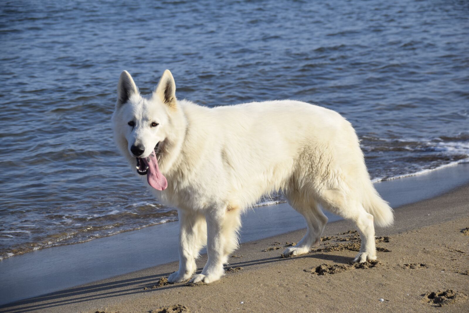 Nikon D5300 sample photo. Animals, dog, swiss pastor photography