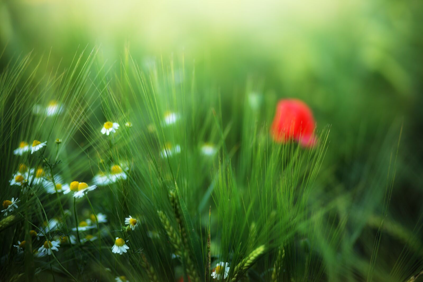 Canon EOS 5D sample photo. Grass, meadow, nature photography