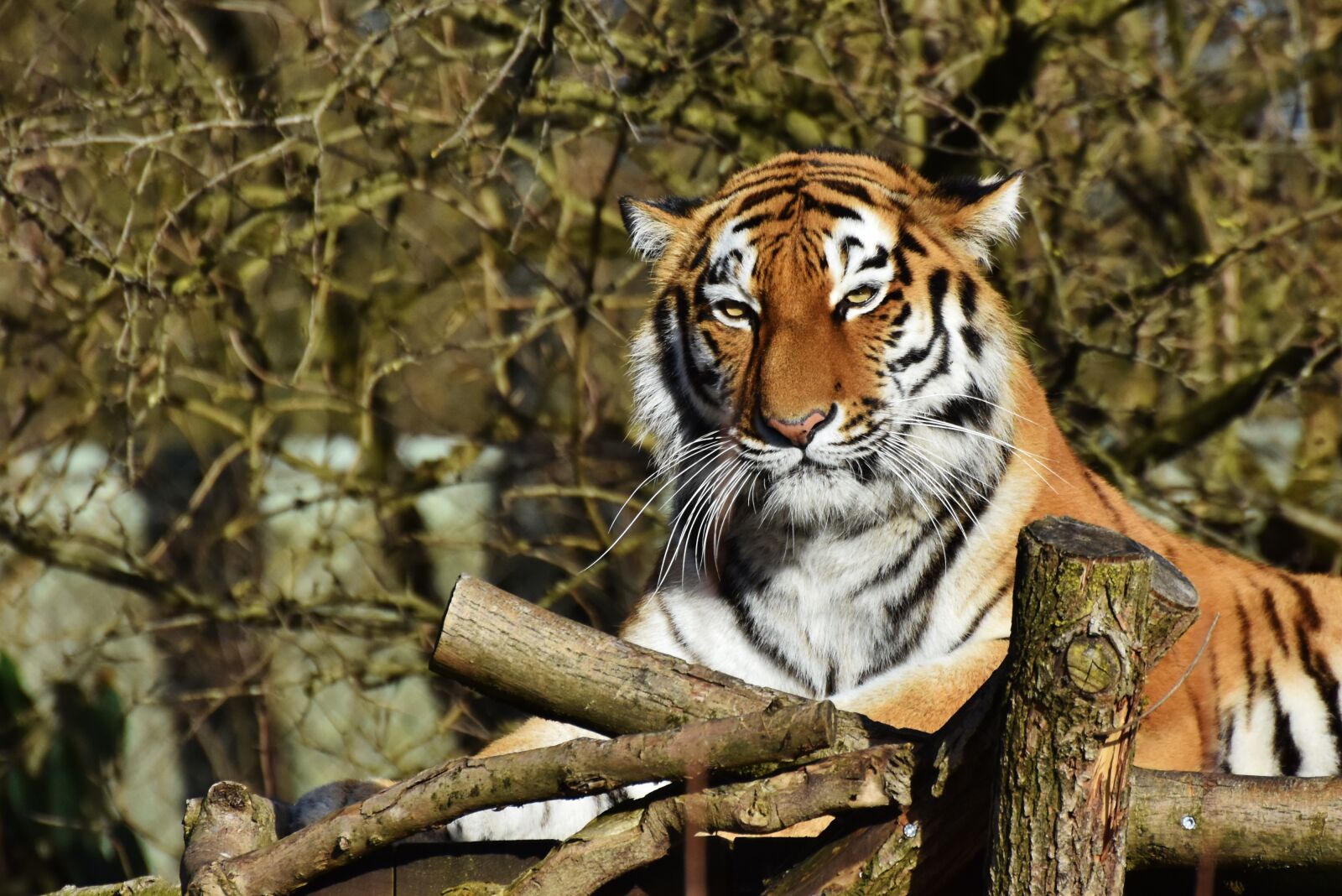 Nikon D7200 sample photo. Tiger, big cat, predator photography