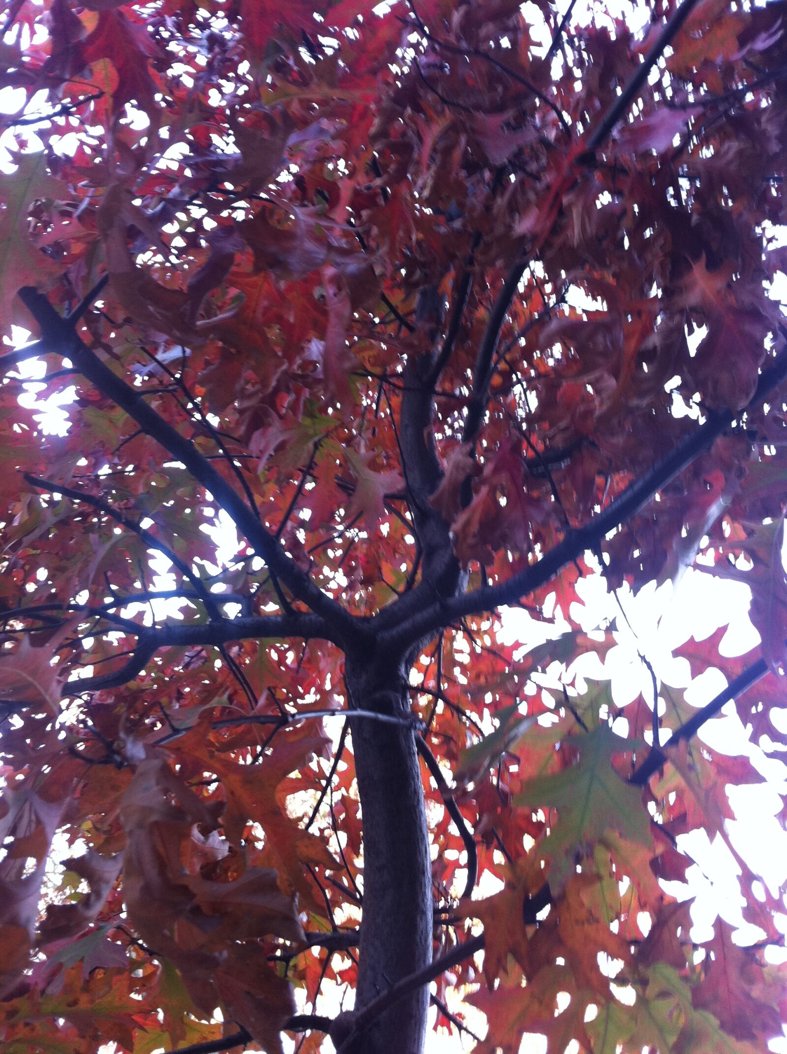 Apple iPhone 4 sample photo