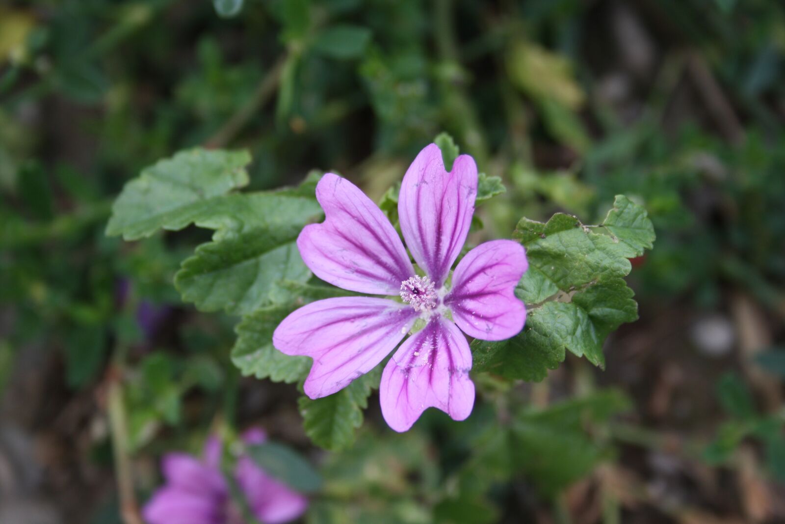 Canon EOS 1000D (EOS Digital Rebel XS / EOS Kiss F) sample photo. Wild flower, flowers, blossom photography