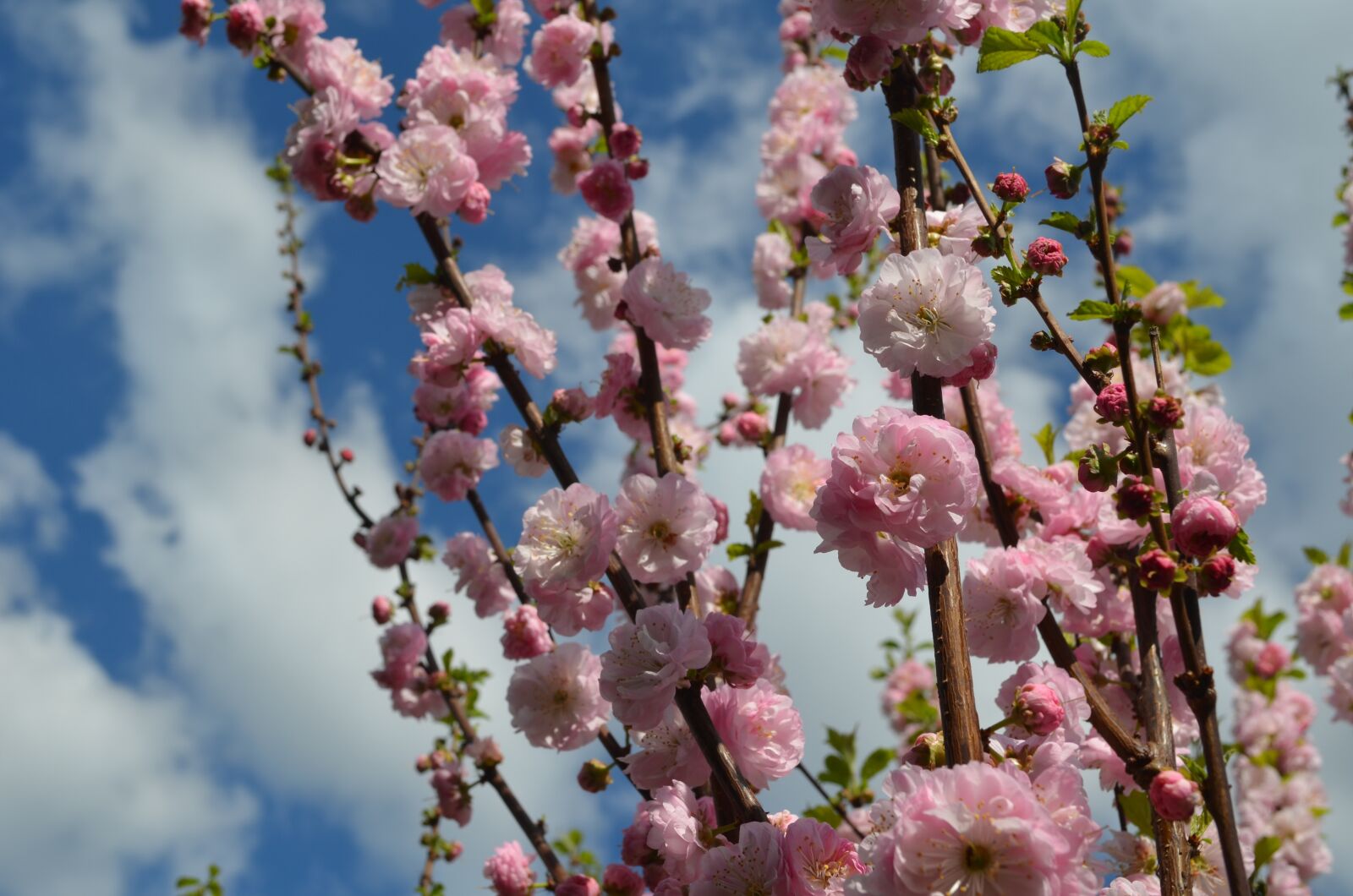 Nikon D5100 sample photo. Sky, blue, pink photography