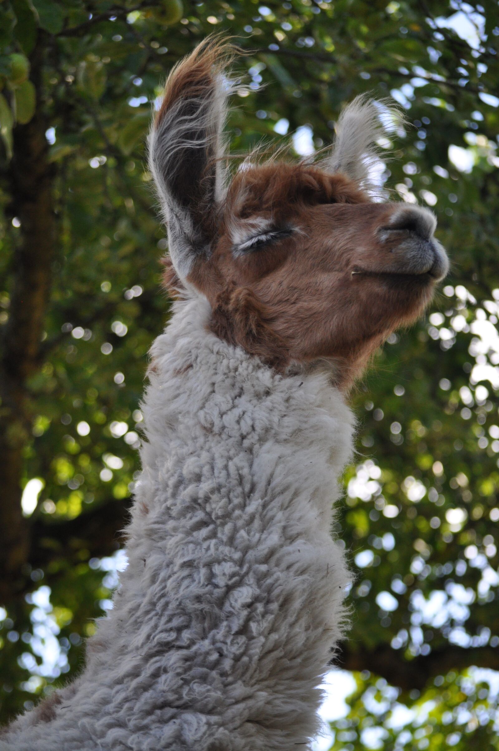 Nikon D5000 sample photo. Lama, alpaca, hairy photography