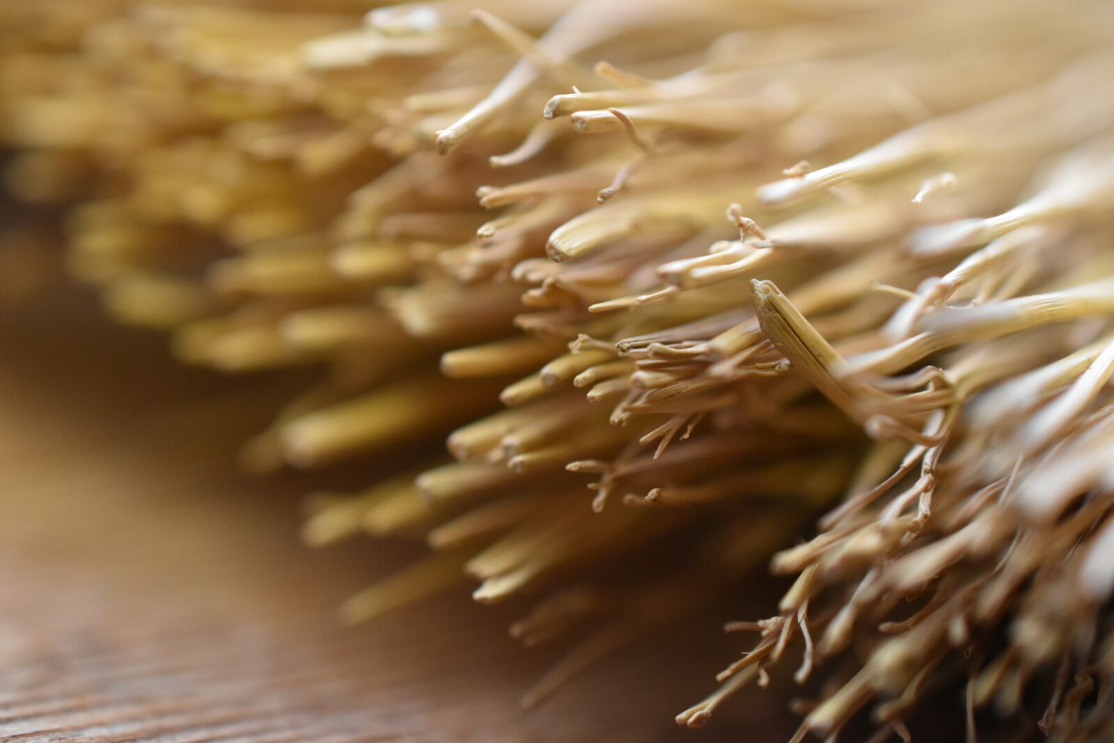 Nikon D3500 sample photo. Brush, brown, texture photography