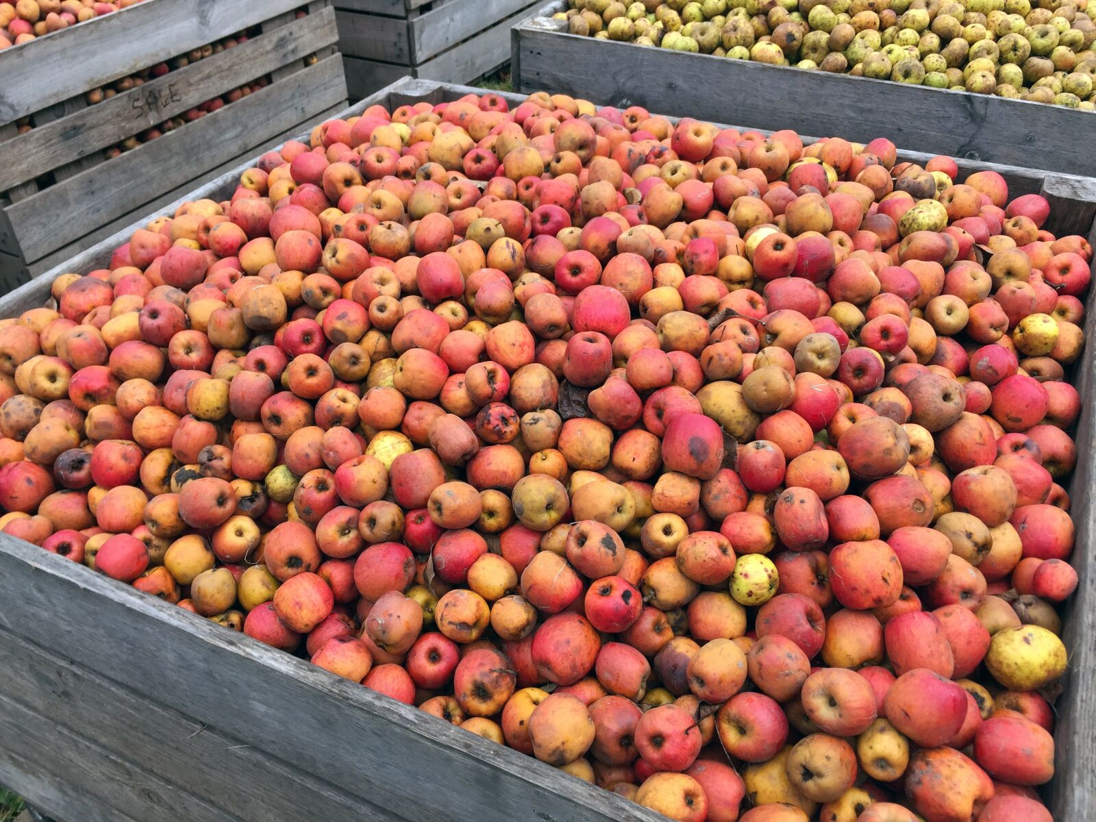 Apple iPhone 6 sample photo. Apple, red apples, harvest photography
