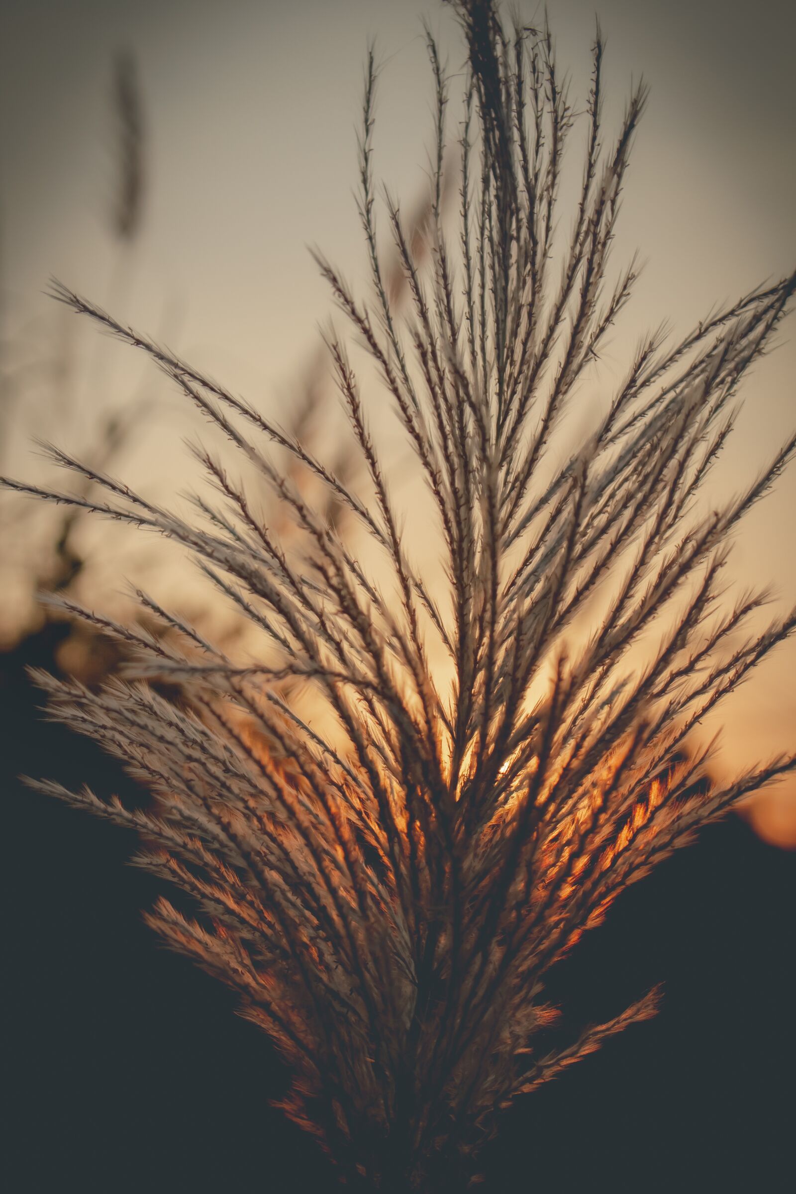 Canon EOS 700D (EOS Rebel T5i / EOS Kiss X7i) sample photo. Sky, west, grass photography
