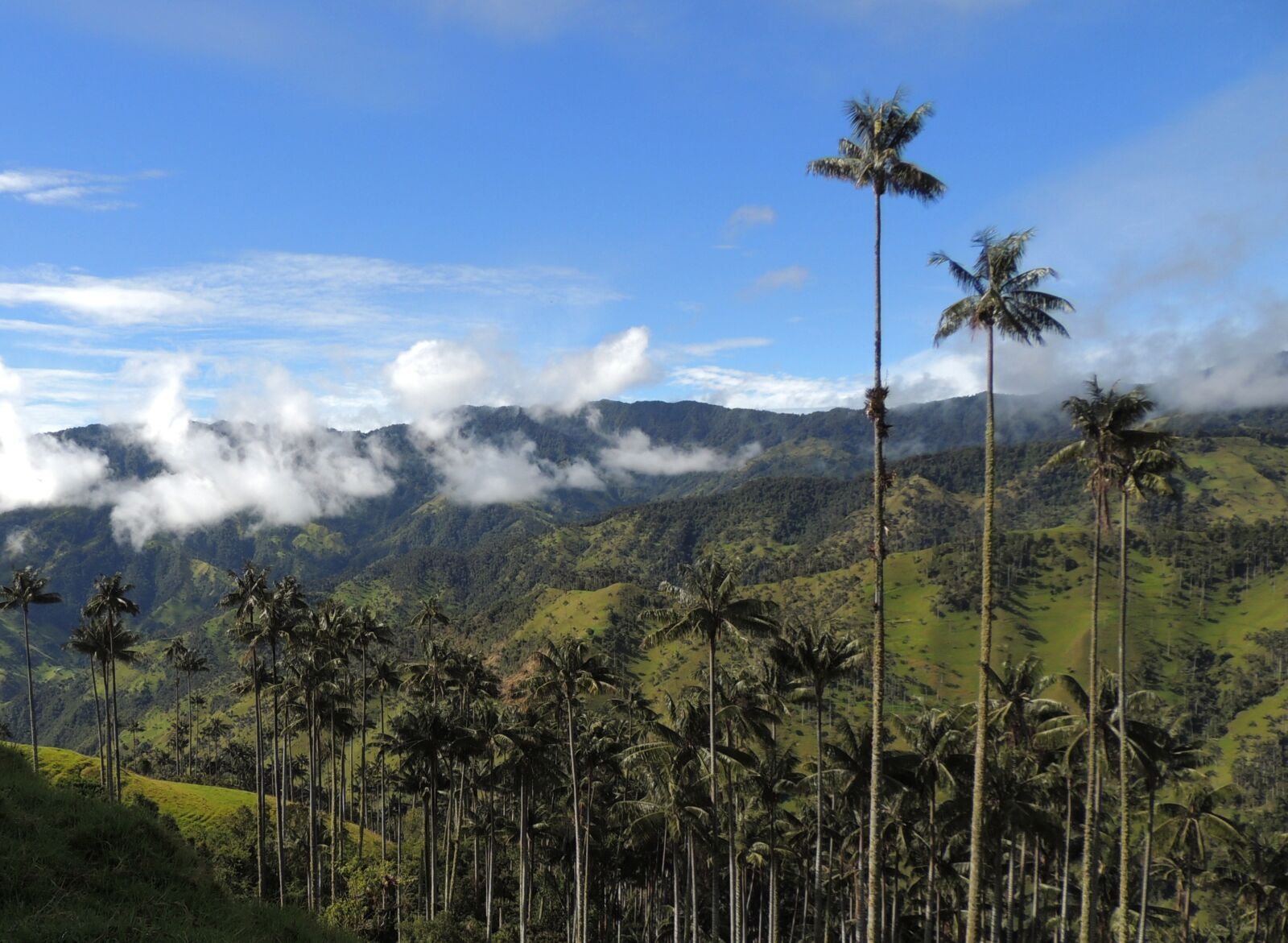 Nikon Coolpix P510 sample photo. Landscape, mountains, palm wax photography