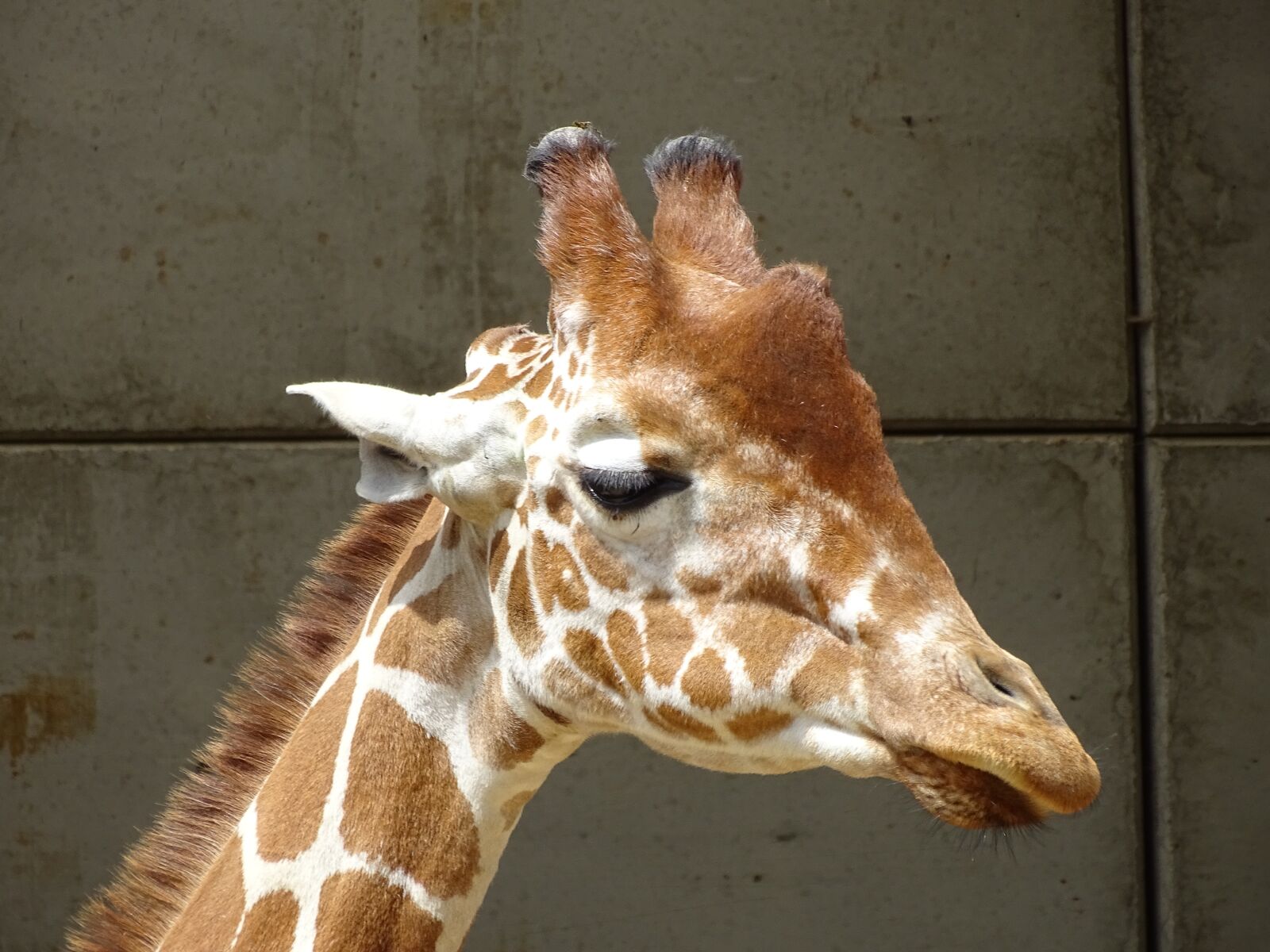 Sony Cyber-shot DSC-HX400V sample photo. Giraffe, zoo, wildlife photography