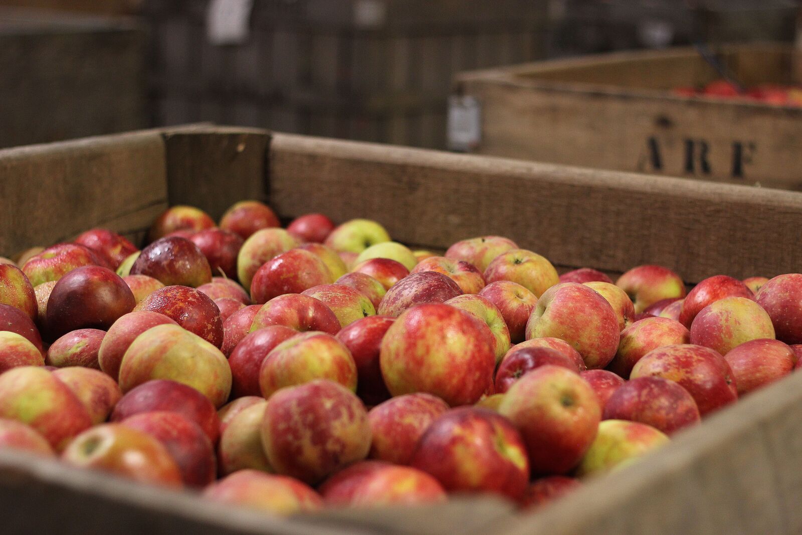 Canon EOS 600D (Rebel EOS T3i / EOS Kiss X5) + Canon EF 50mm F1.8 II sample photo. Fruit, food, market photography