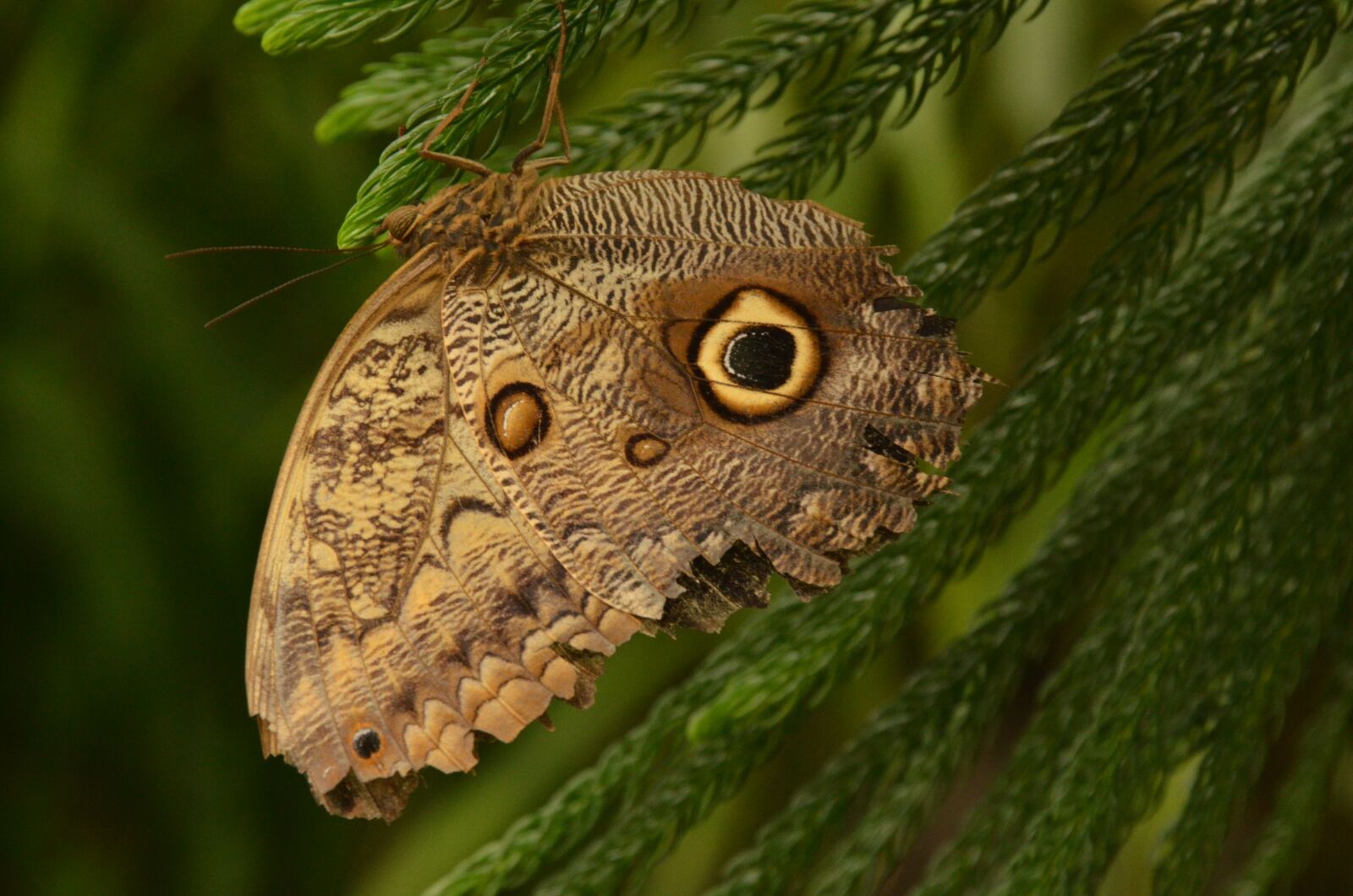 Nikon D7000 sample photo. Butterfly, bug, nature photography