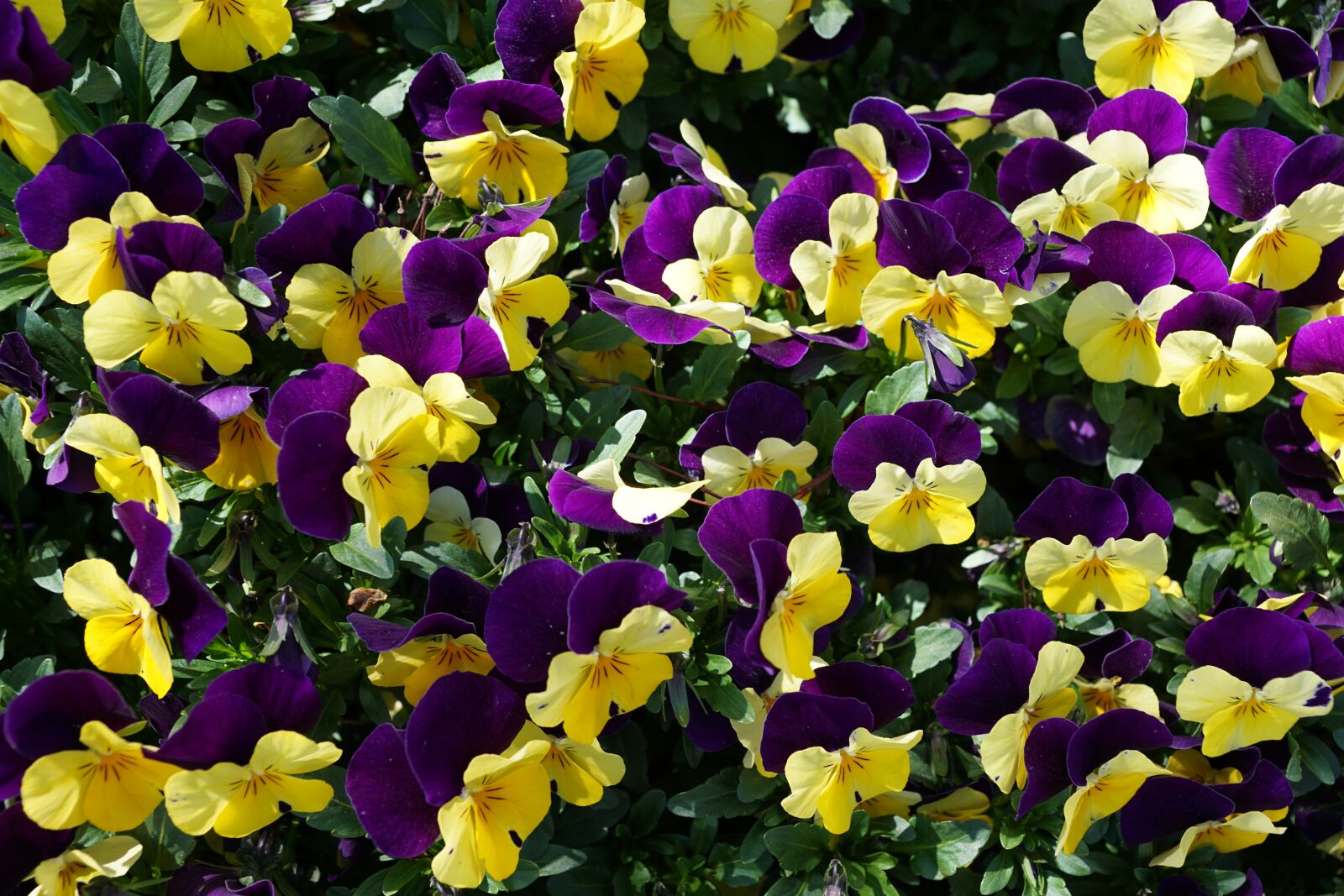 Sony DT 16-50mm F2.8 SSM sample photo. Pansy, purple, flower photography