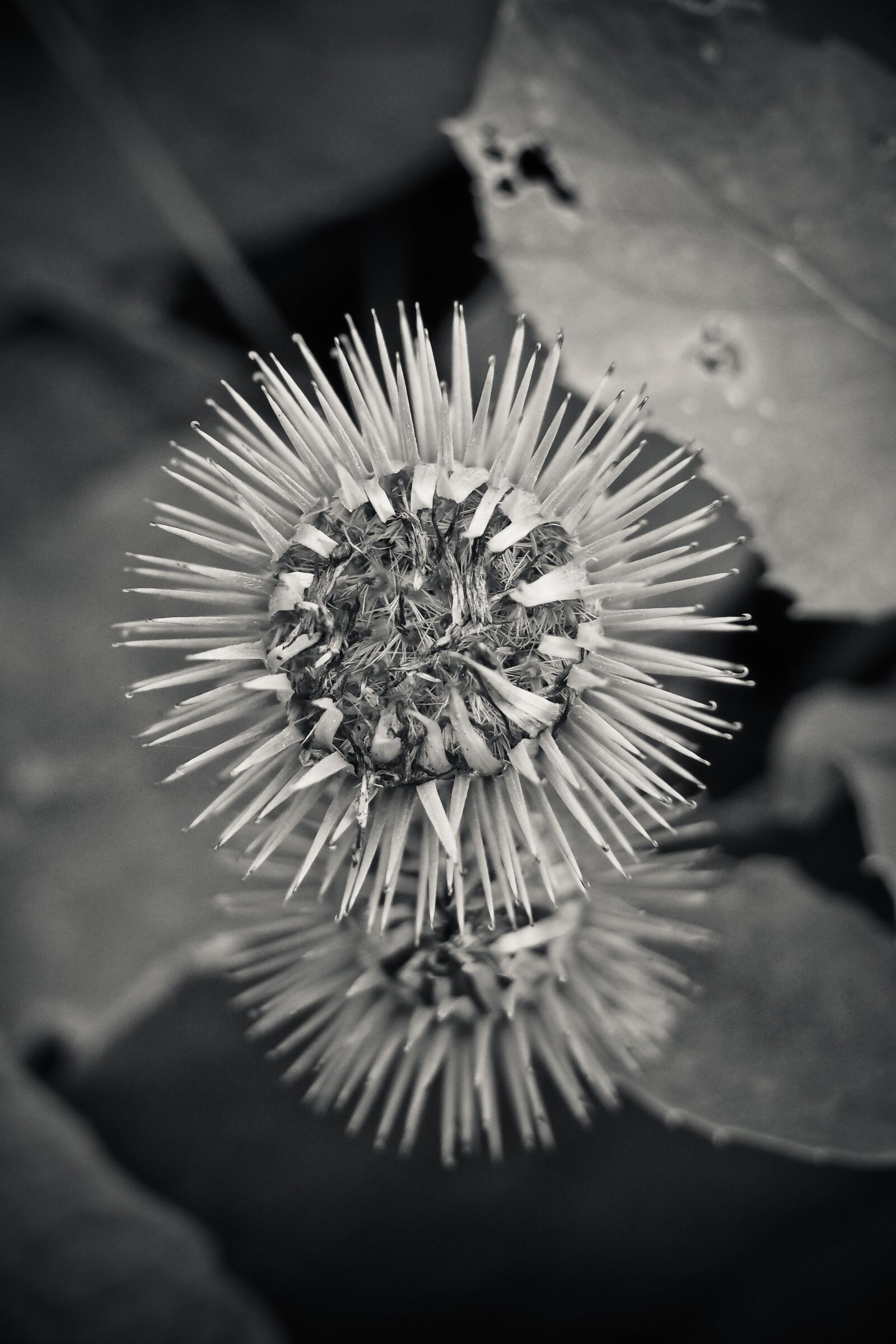 Olympus OM-D E-M10 sample photo. Thistle, plant, nature photography