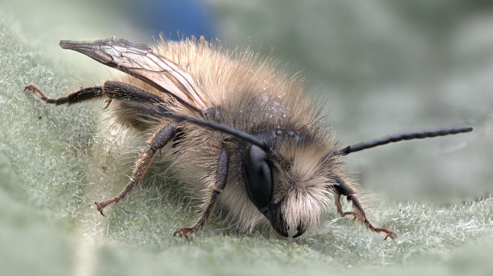 Nikon D850 sample photo. Bee, insect, macro photography