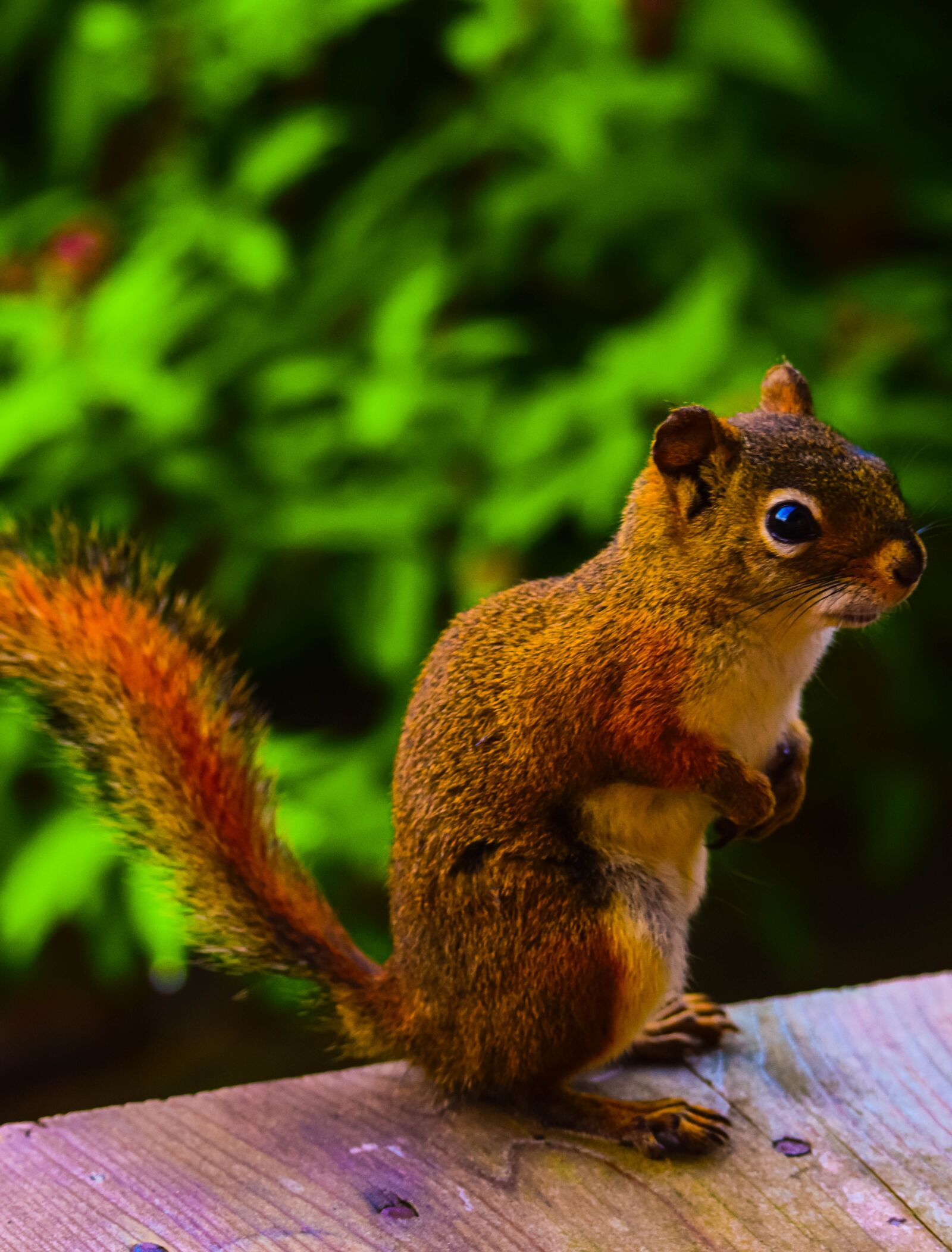 Tamron SP 150-600mm F5-6.3 Di VC USD sample photo. Squirrel, animal, canada photography