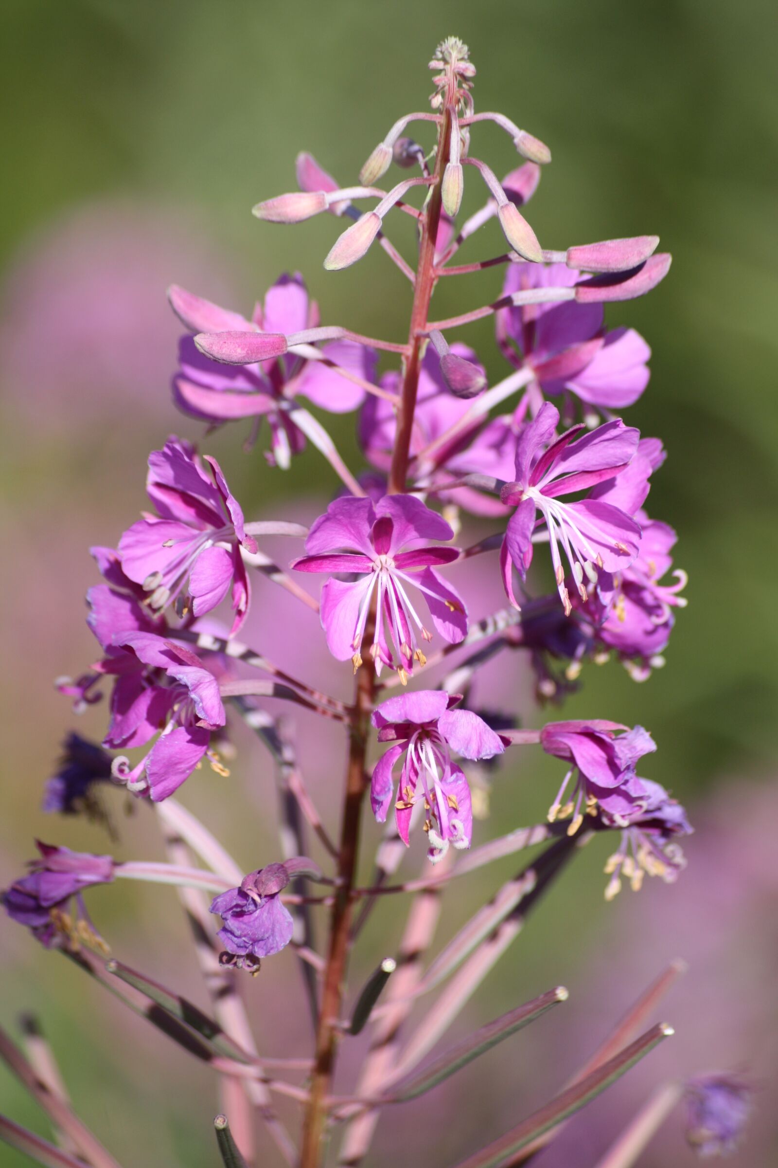 Canon EOS 450D (EOS Rebel XSi / EOS Kiss X2) sample photo. Mountain flower, alps, pink photography