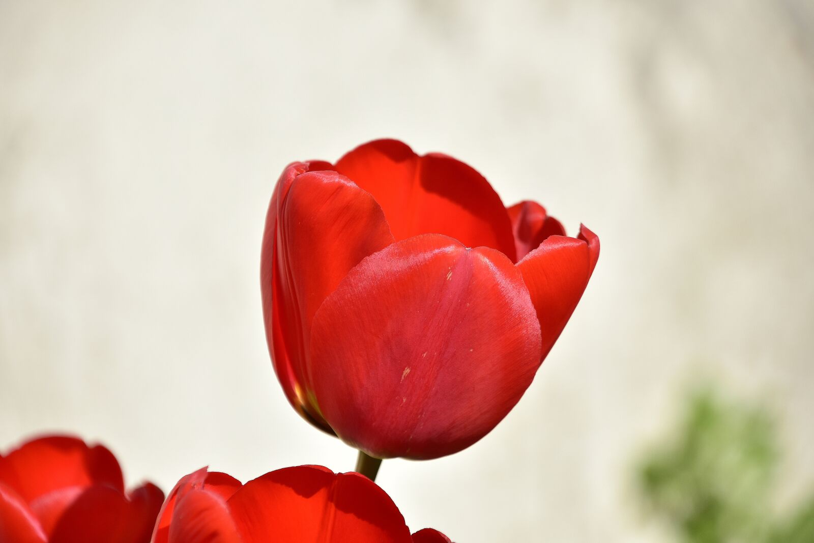 Nikon D7200 sample photo. Tulip, flowers, red tulip photography