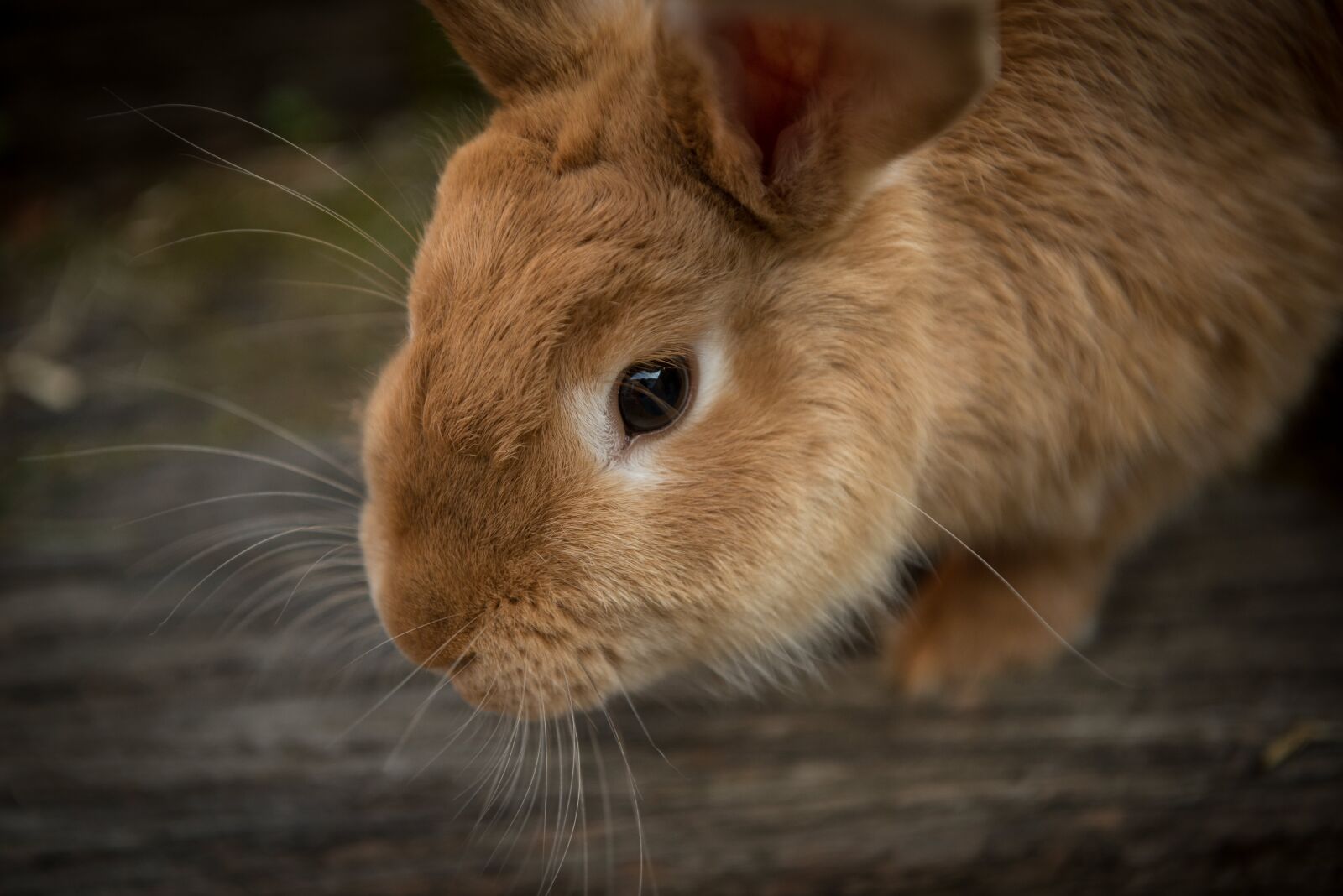 Nikon D610 sample photo. Animal, bunny, close-up photography