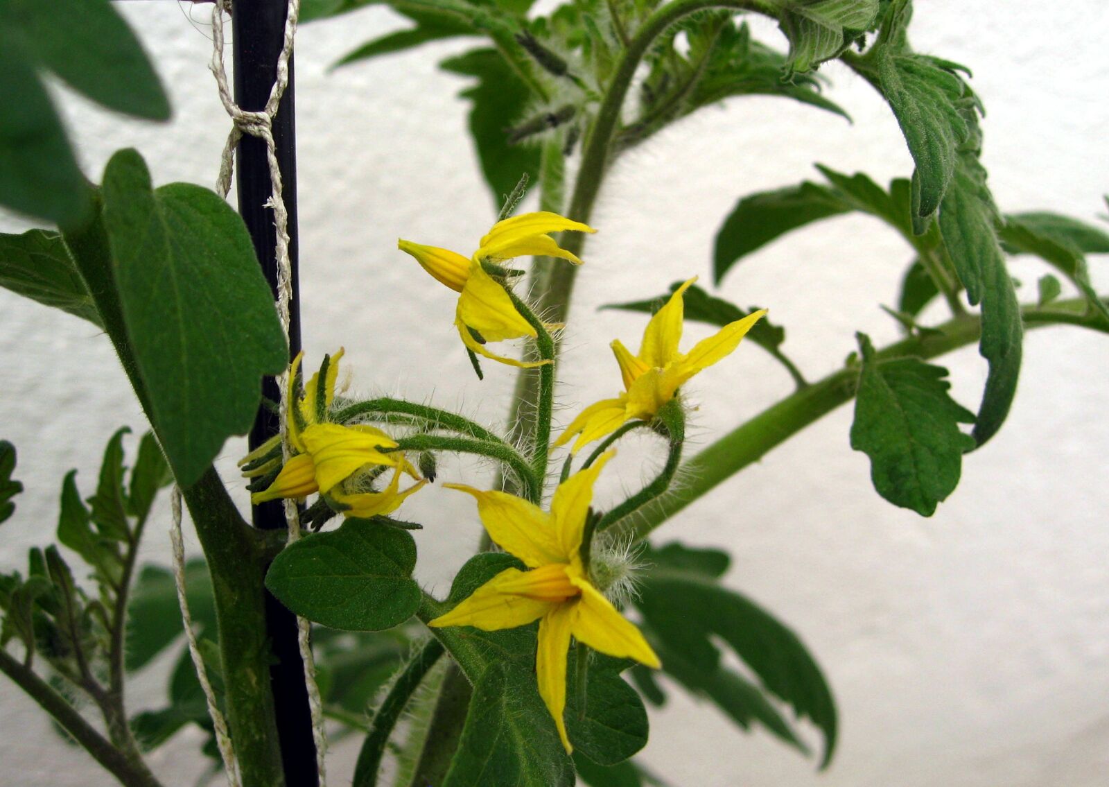 Canon DIGITAL IXUS 950 IS sample photo. Tomatoes, flowers, tomato flower photography