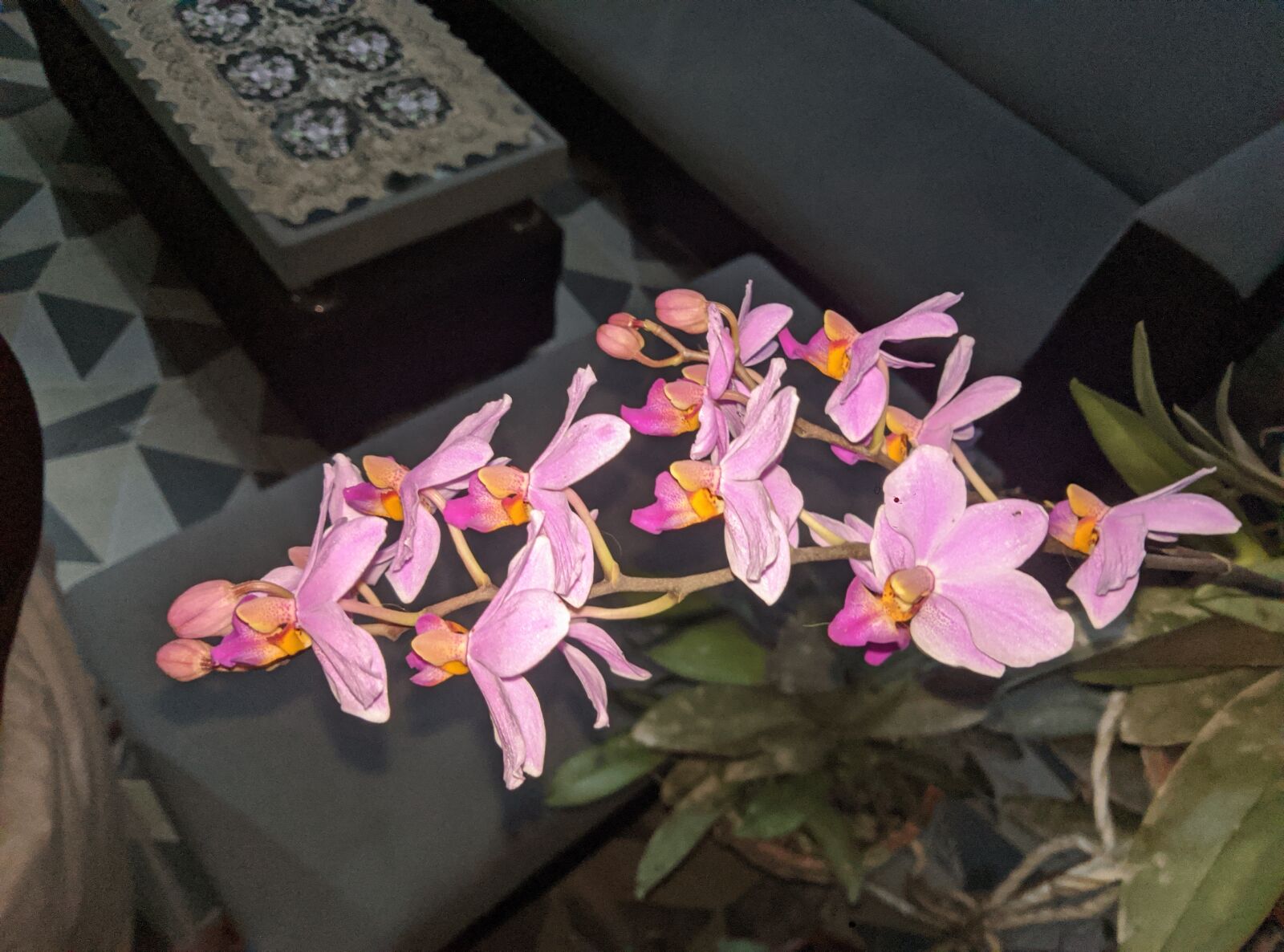 OPPO A12 sample photo
