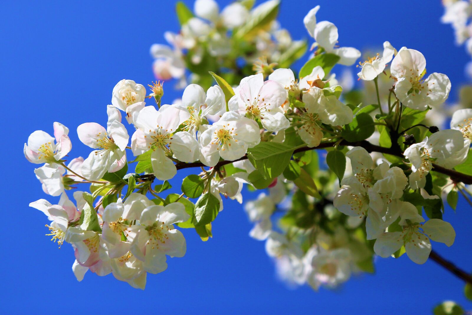 Canon EF 24-105mm F4L IS USM sample photo. Flower, spring, nature photography