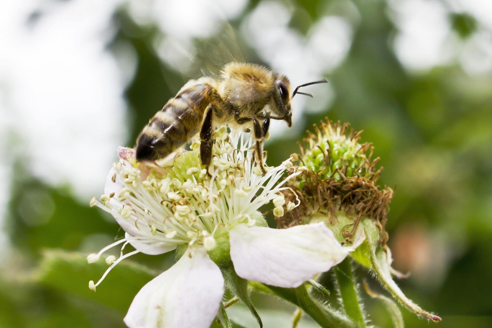 Canon EF-S 18-55mm F3.5-5.6 IS sample photo. Flying, honeybee, pollination, wings photography