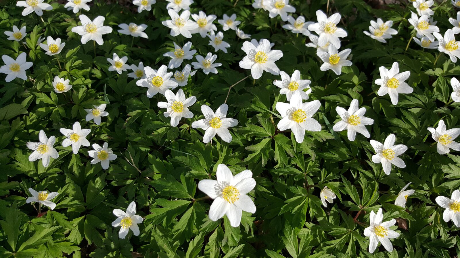 Samsung GALAXY S6 edge sample photo. Flowers, white, plant photography