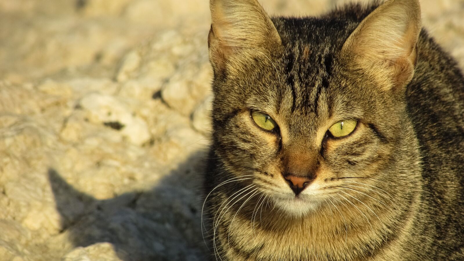 Canon PowerShot SX400 IS sample photo. Cat, stray, animal photography