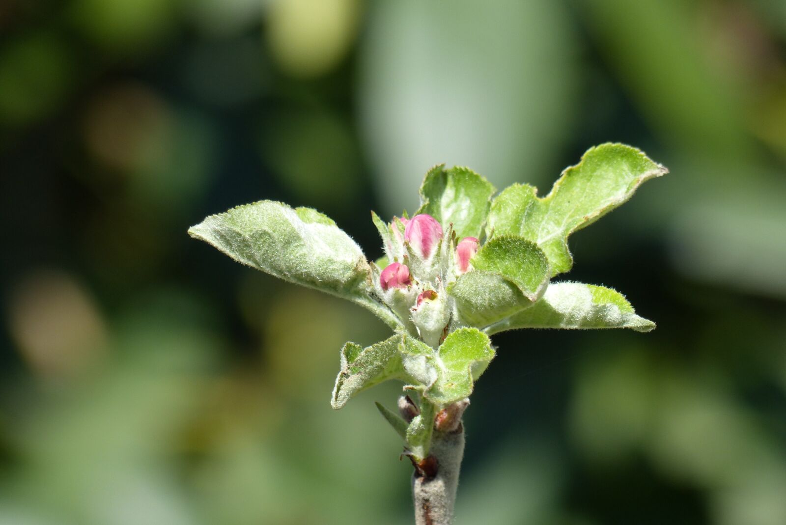 Panasonic Lumix DMC-FZ200 sample photo. Blossom, bloom, bud photography
