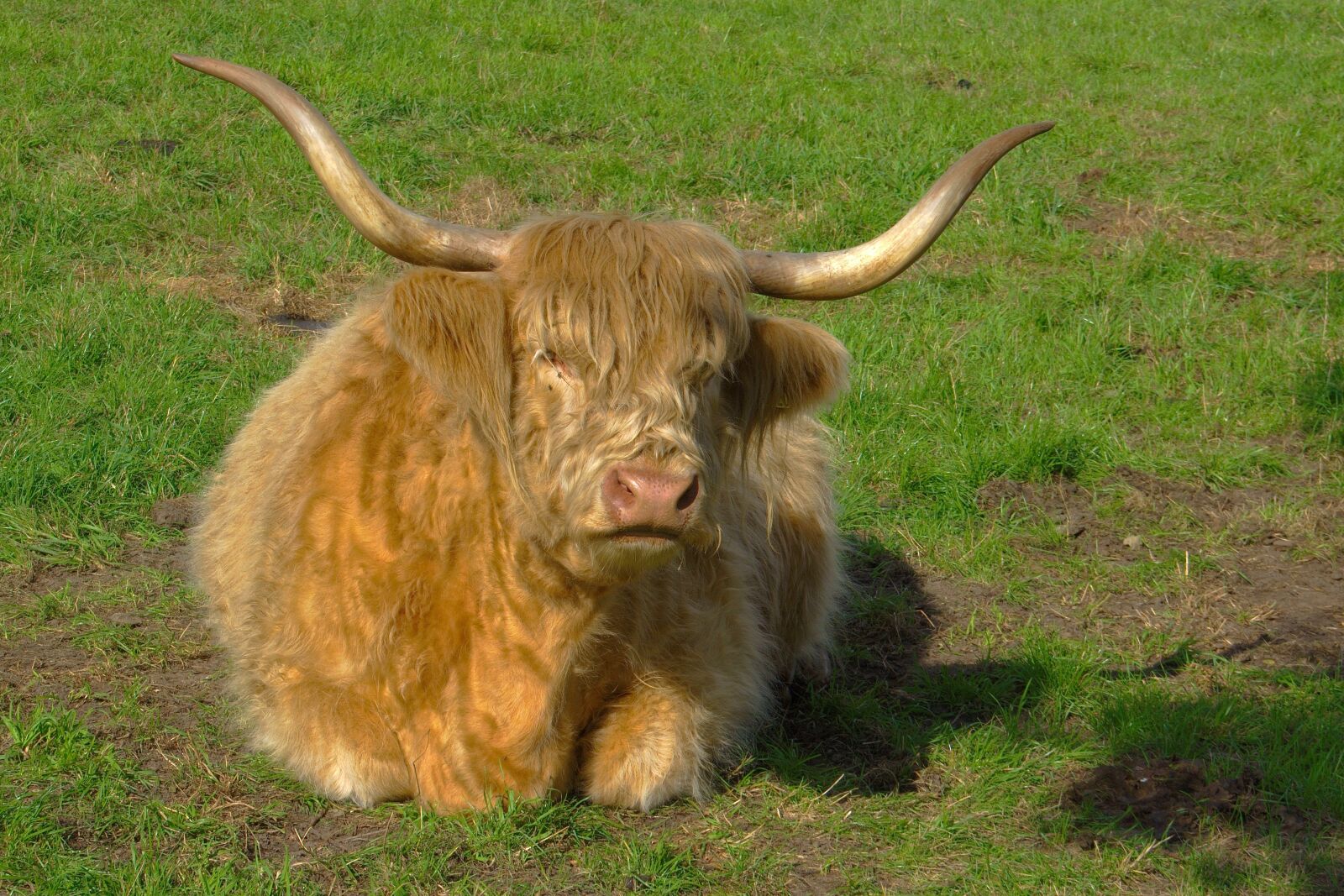 Nikon D5600 sample photo. Highland beef, shaggy, horns photography