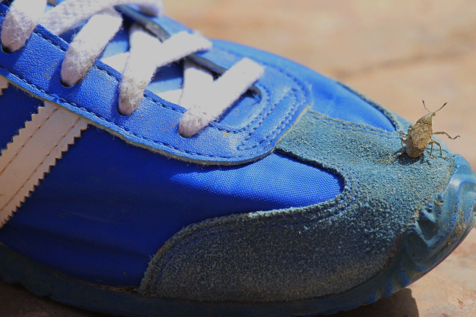 Canon EF 100-400mm F4.5-5.6L IS USM sample photo. Adidas, macro, beetle photography