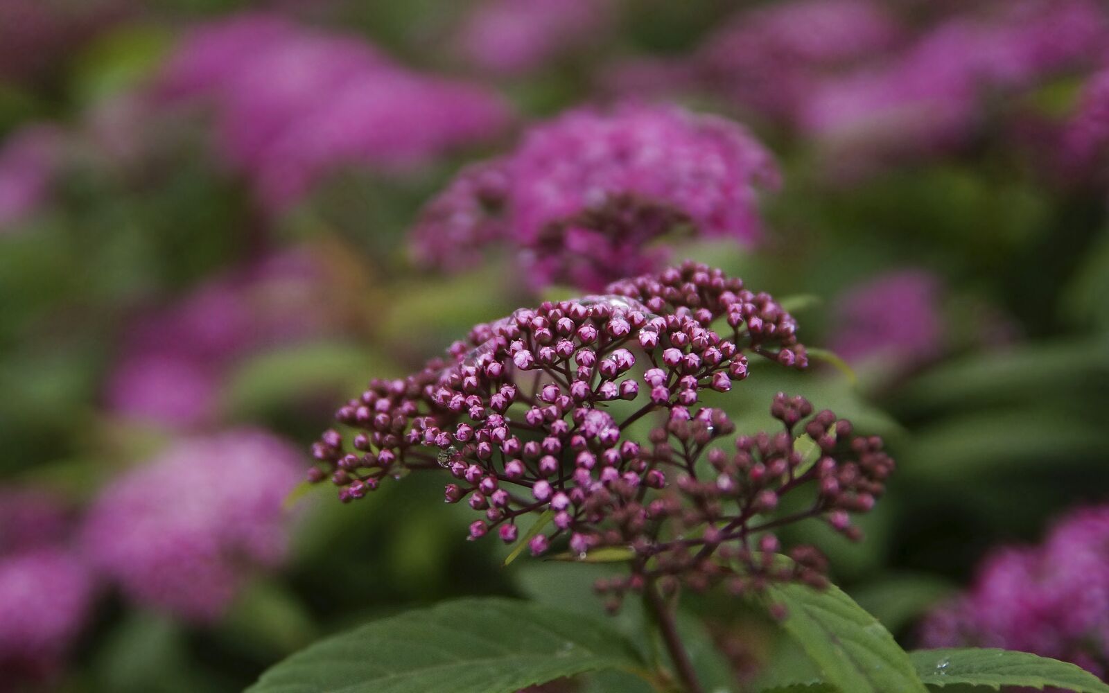 Sony SLT-A37 sample photo. Abstraction, background, blooms photography