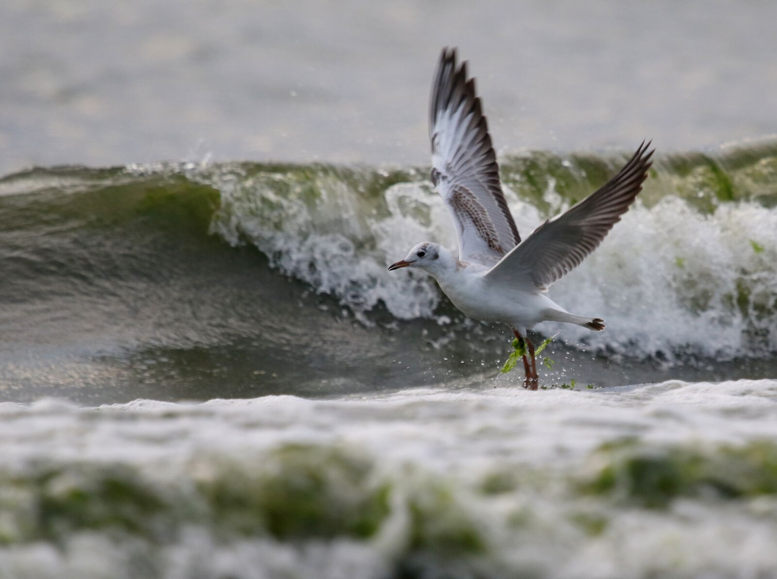 Canon EOS 7D Mark II + Canon EF 100-400mm F4.5-5.6L IS USM sample photo. Seagull, birds, waves photography