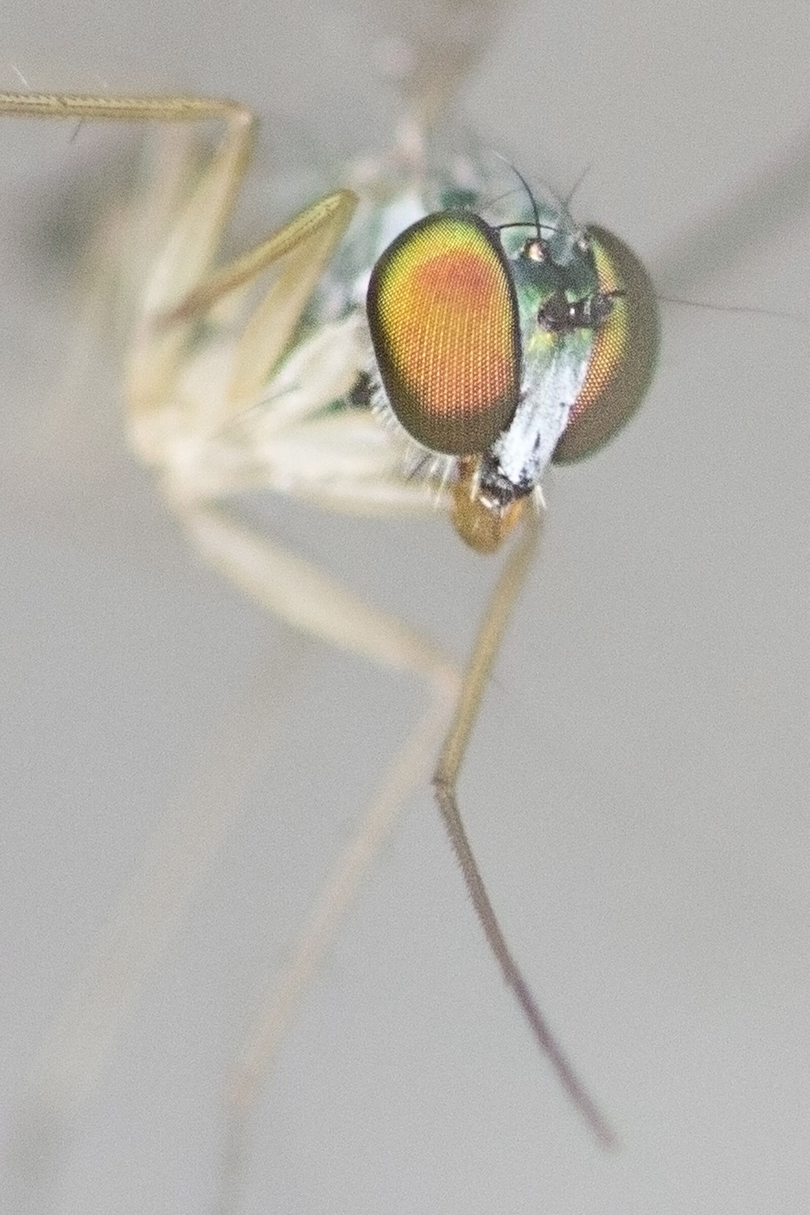 Canon EOS 7D Mark II + Canon EF 100mm F2.8L Macro IS USM sample photo. Insects, paris, nature photography